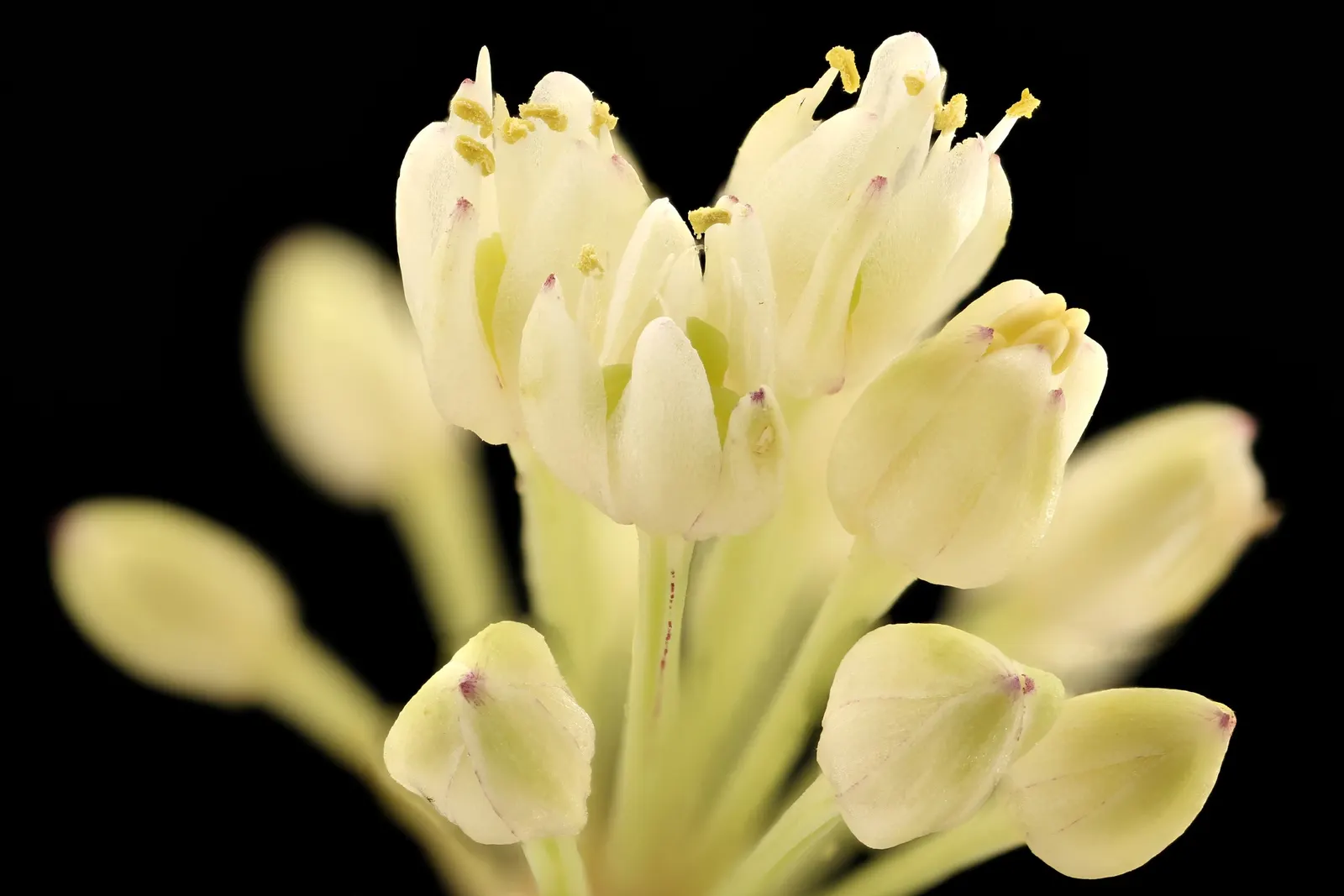 Wild Leek (Allium Tricoccum) — This North American native perennial is a delightful addition to woodland gardens