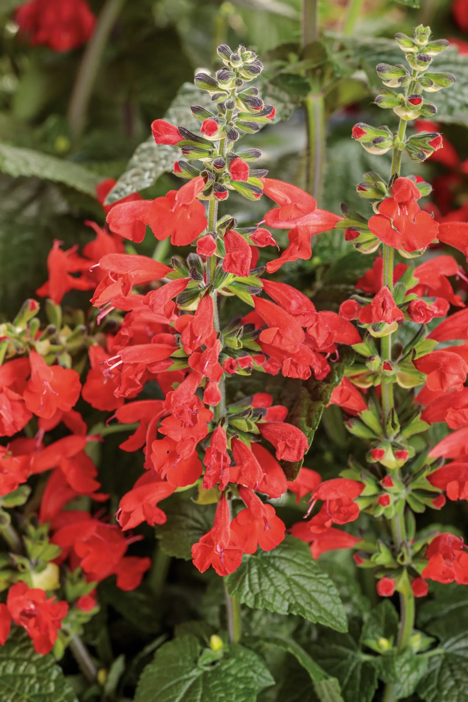 Red scarlet sage (Salvia coccinea) — Once established in a pot or the garden, it will tolerate lower levels of food and water