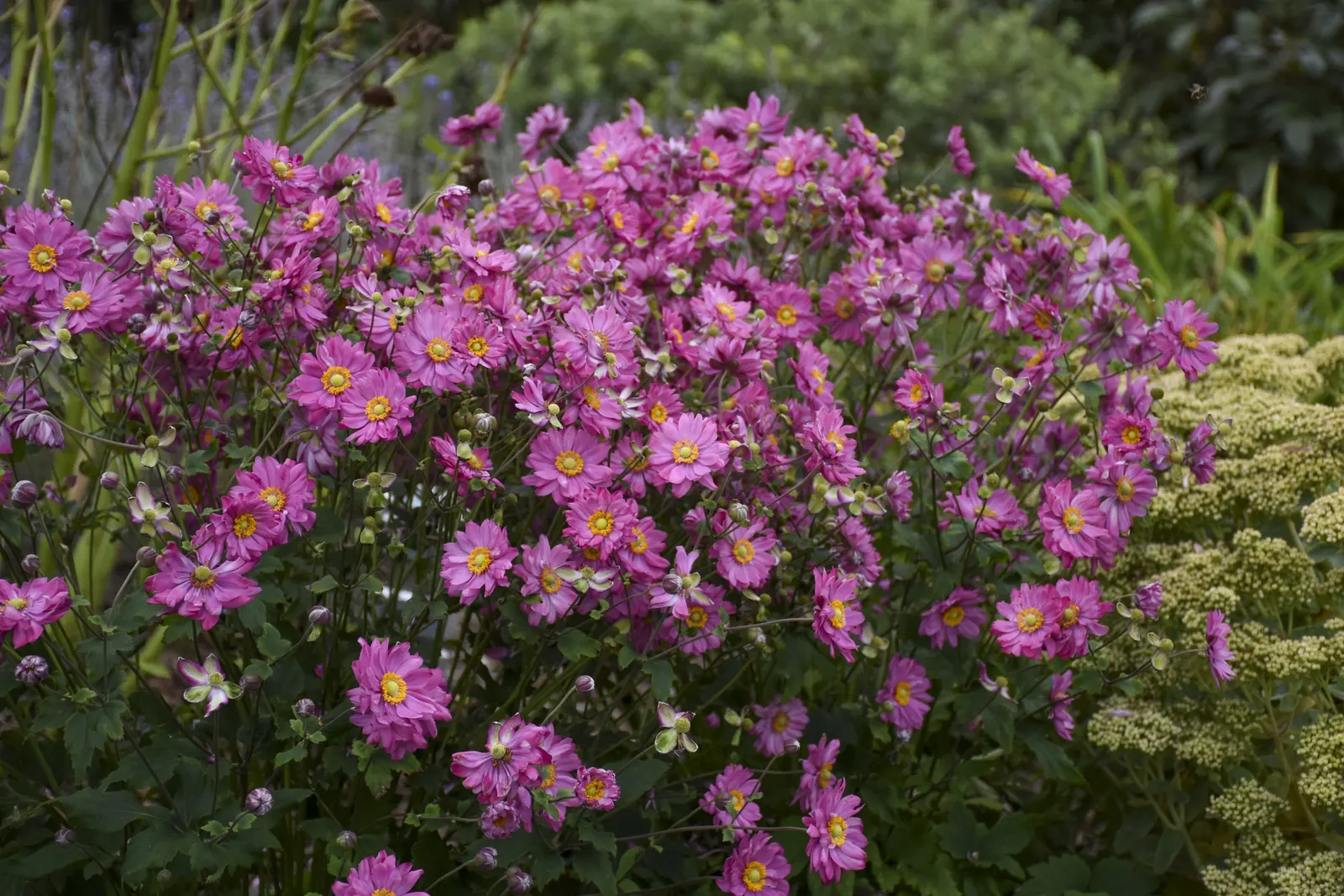 'Sweetly' Japanese Anemone (Anemone hybrid) — Heavily mulch in fall for the first two seasons to prevent frost heaving; deer and rabbits tend to, image 23