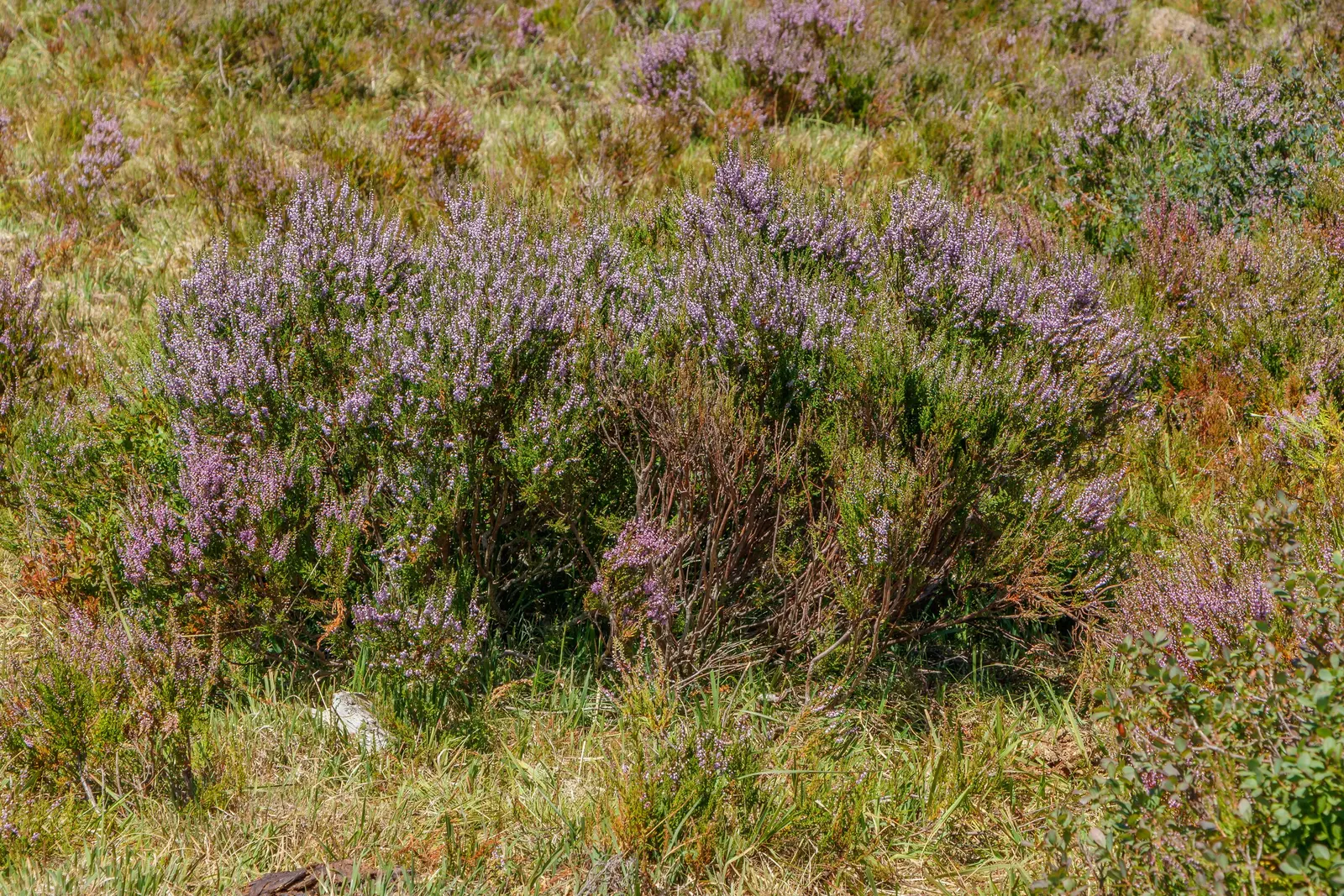 Scottish Heather (Calluna Vulgaris) — bell-shaped flowers that transform into a sea of pink