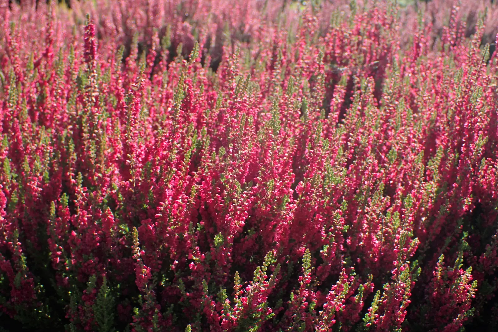 Scottish Heather (Calluna Vulgaris) — evergreen foliage and vibrant pink to purple flowers