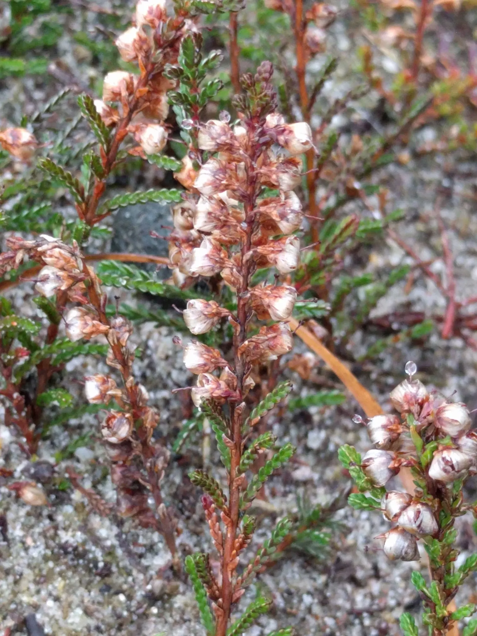 Scottish Heather (Calluna Vulgaris) — drawing in pollinators such as bees and butterflies