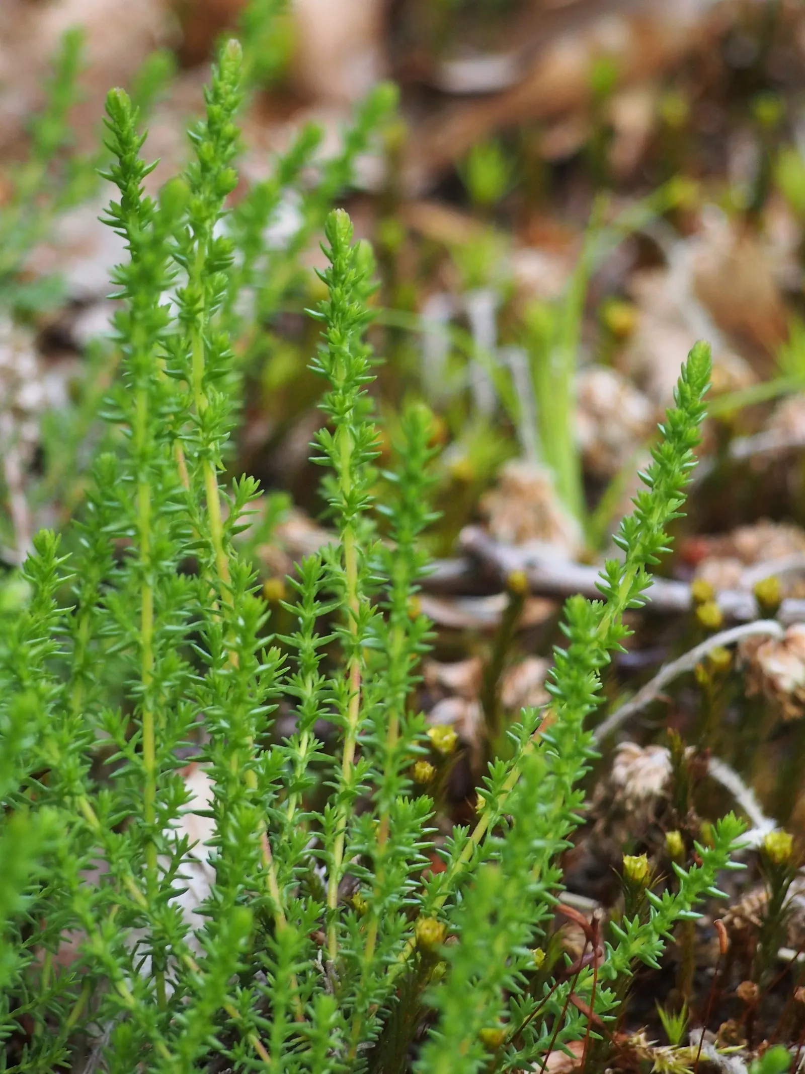 Scottish Heather (Calluna Vulgaris) — This evergreen shrub thrives in USDA hardiness zones 4-6 and prefers well-drained