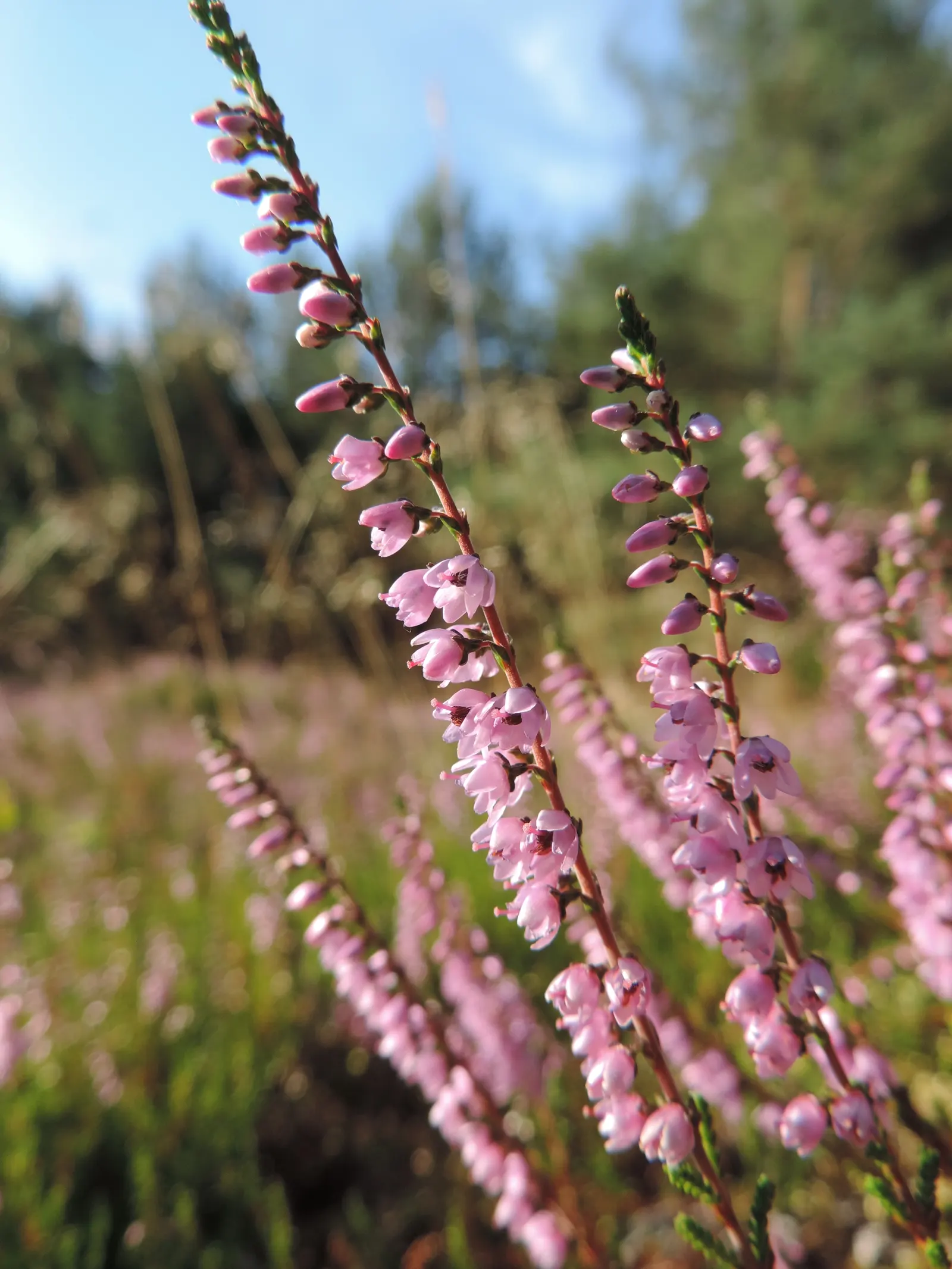 Scottish Heather (Calluna Vulgaris) — is an iconic and hardy perennial that adds a touch of rugged beauty to landscape designs