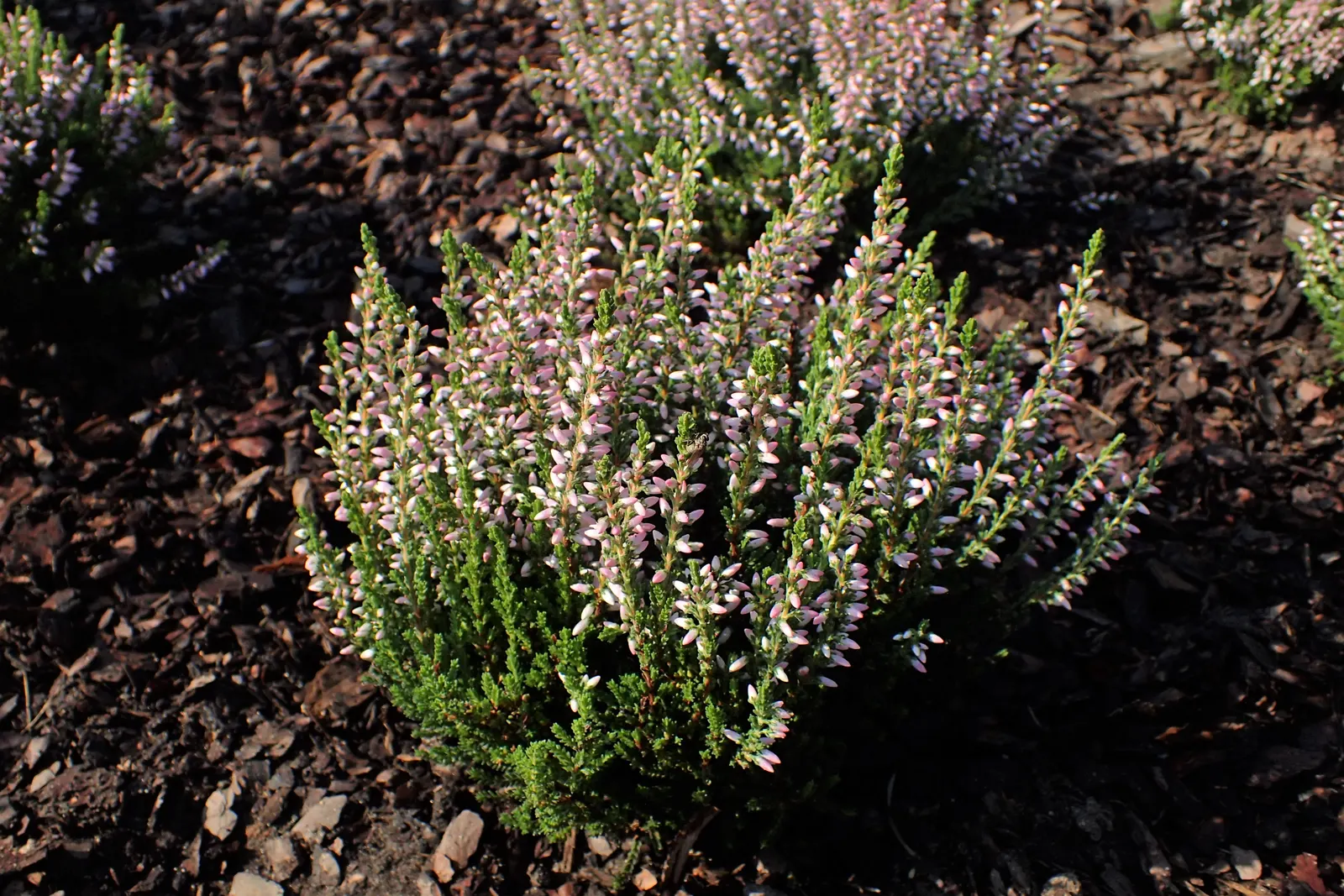 Scottish Heather (Calluna Vulgaris) — Scottish Heather (Calluna vulgaris)