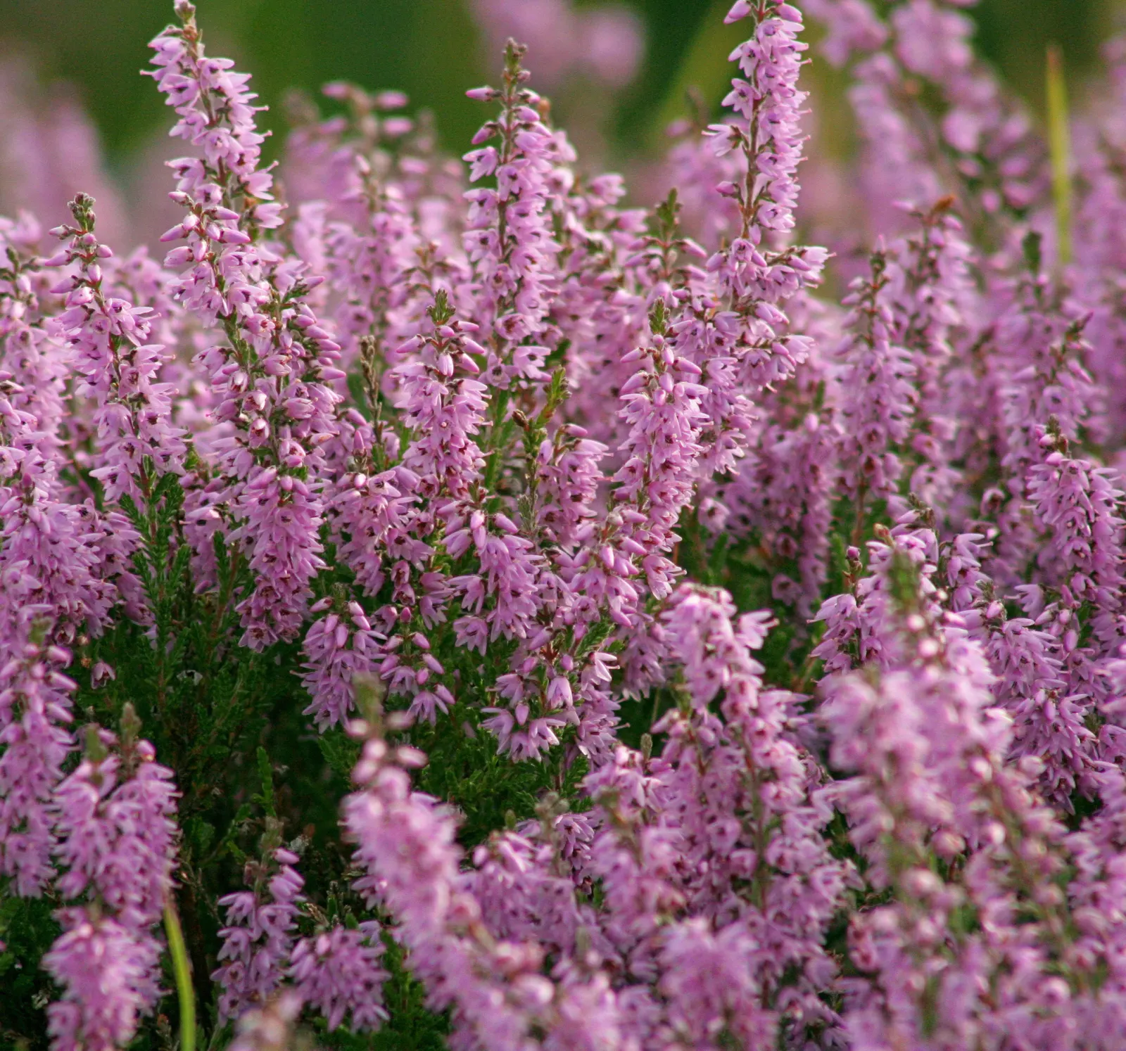 Scottish Heather (Calluna Vulgaris) — From late summer through fall