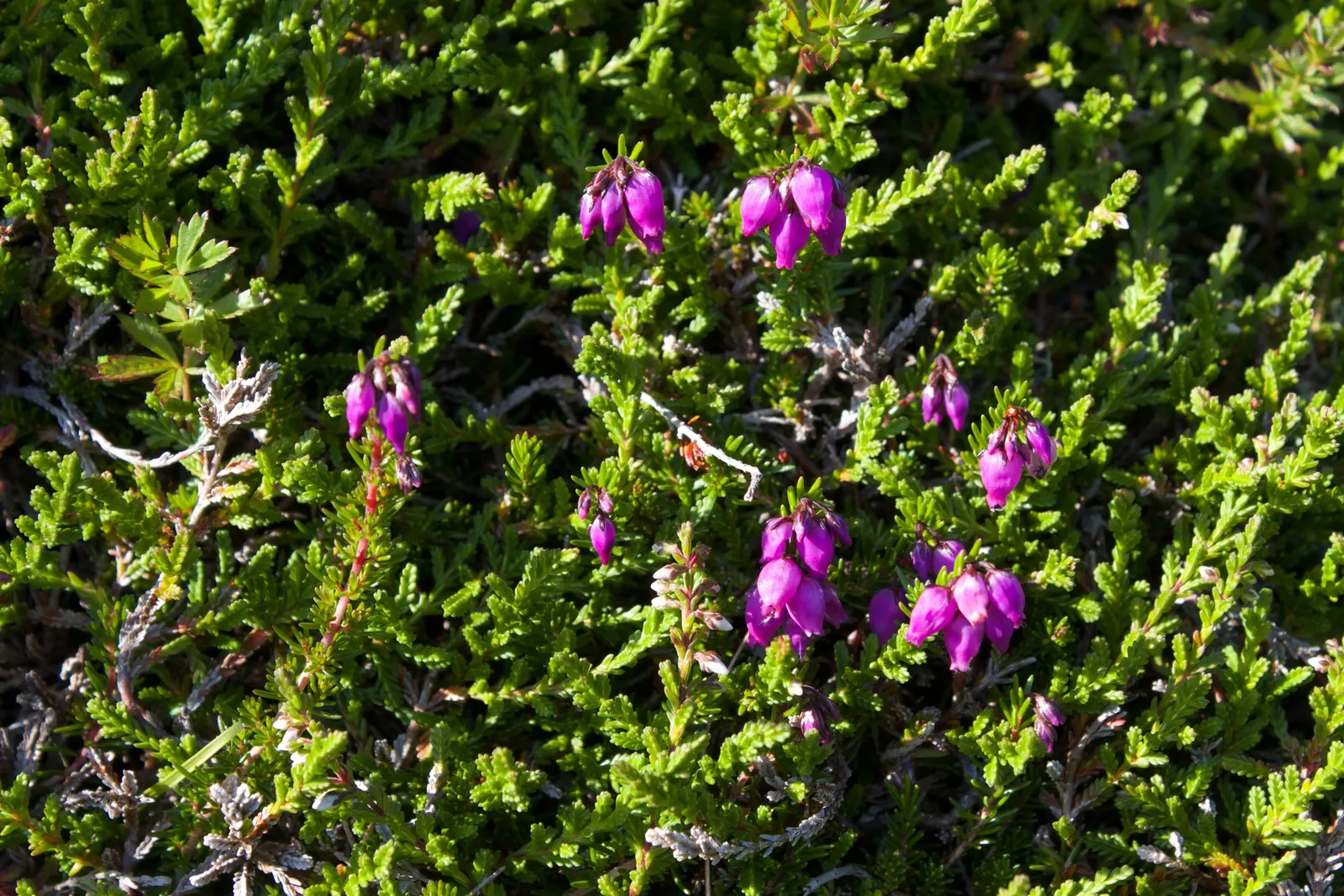 Scottish Heather (Calluna Vulgaris) — commonly known as Scottish Heather