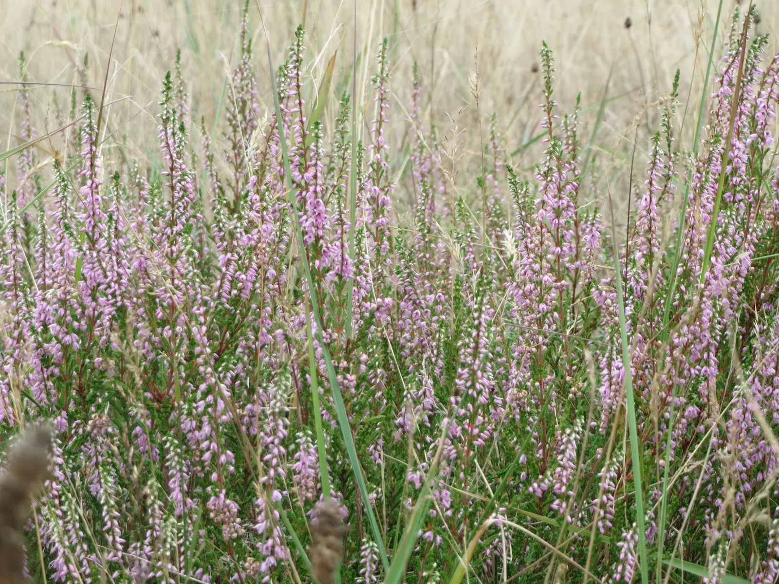 Scottish Heather (Calluna Vulgaris) — Ideal for mass plantings, rock gardens, and ground cover