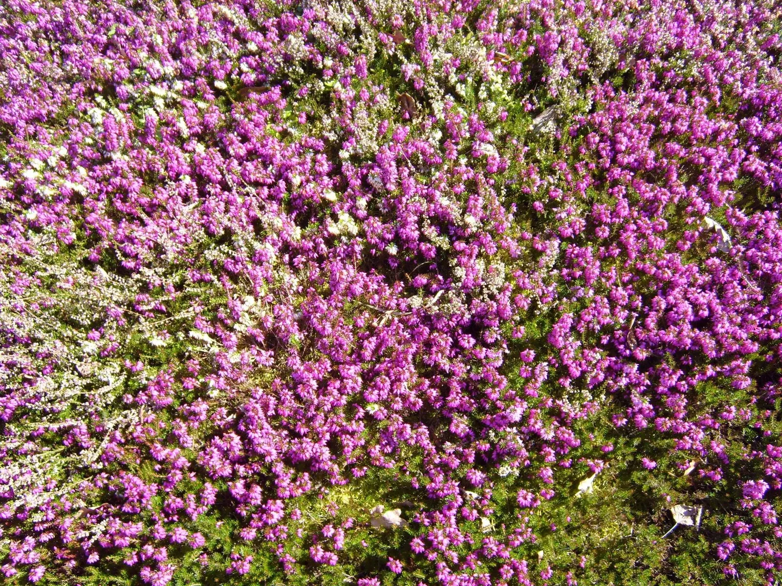 Scottish Heather (Calluna Vulgaris) — this plant boasts a profusion of tiny