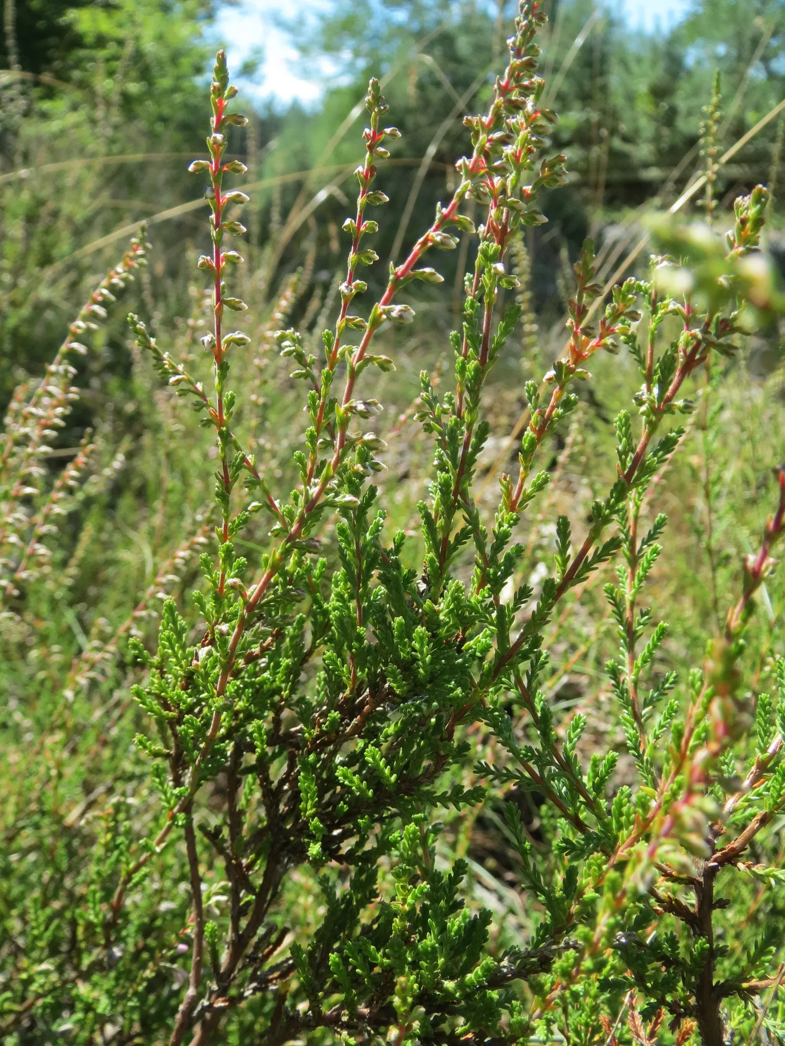 Scottish Heather (Calluna Vulgaris) — scale-like leaves are a deep green hue and remain vibrant year-round