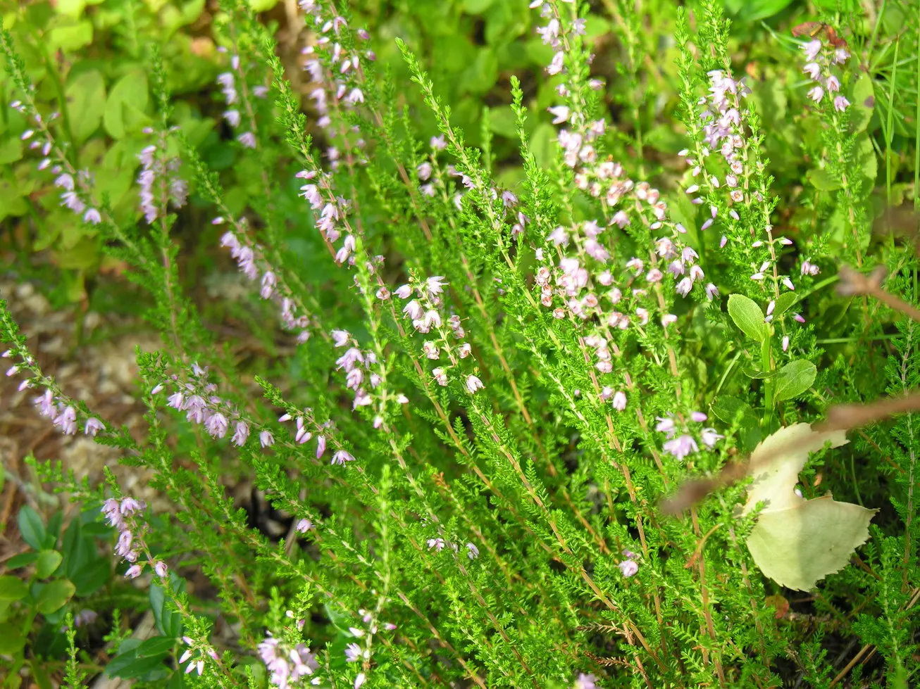 Scottish Heather (Calluna Vulgaris) — reaching 12 to 24 inches in height and 18 to 24 inches in width