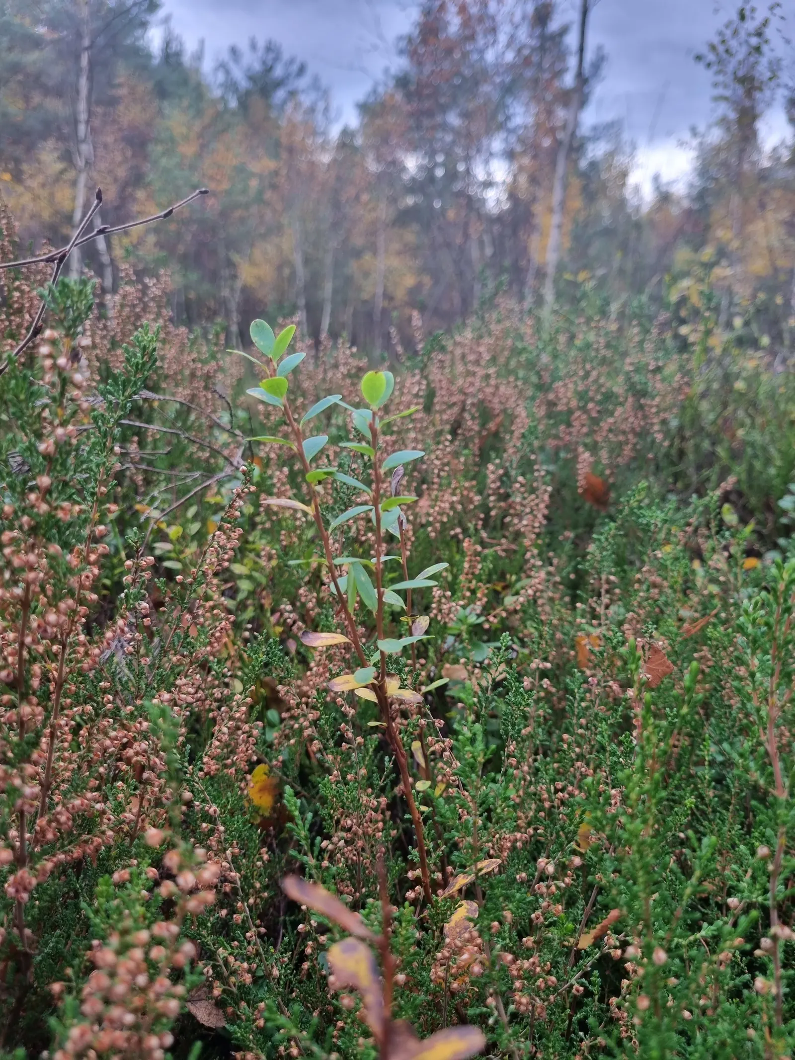 Scottish Heather (Calluna Vulgaris) — Scottish Heather typically reaches a compact height of 1 to 2 feet and spreads around 1 to 2 feet wide