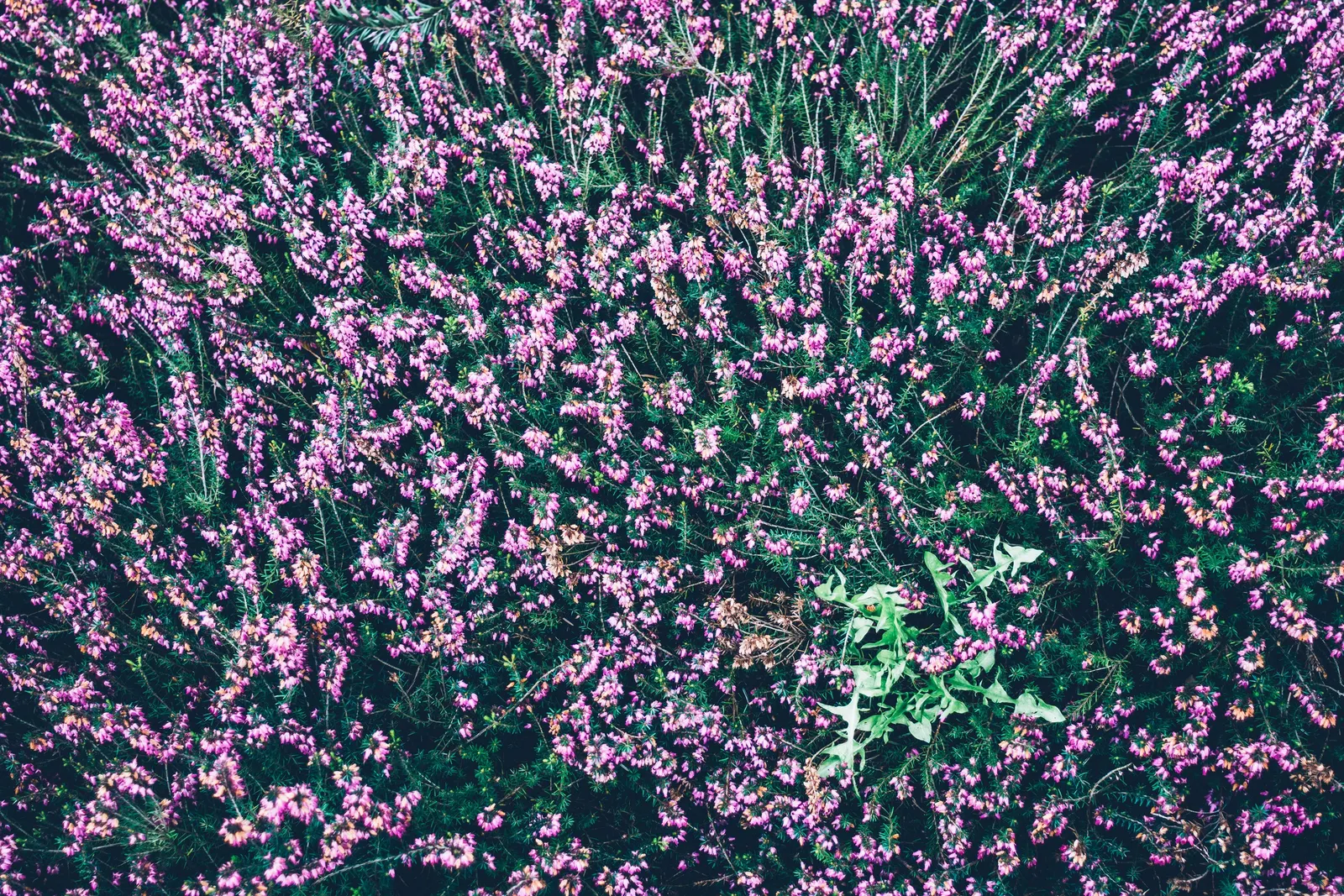 Scottish Heather (Calluna Vulgaris) — acidic soil with a pH range of 4.5-6