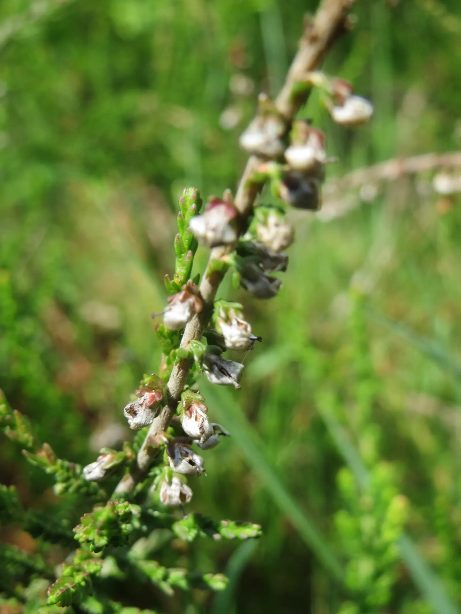 Scottish Heather (Calluna Vulgaris) — this hardy shrub blooms from late summer into fall