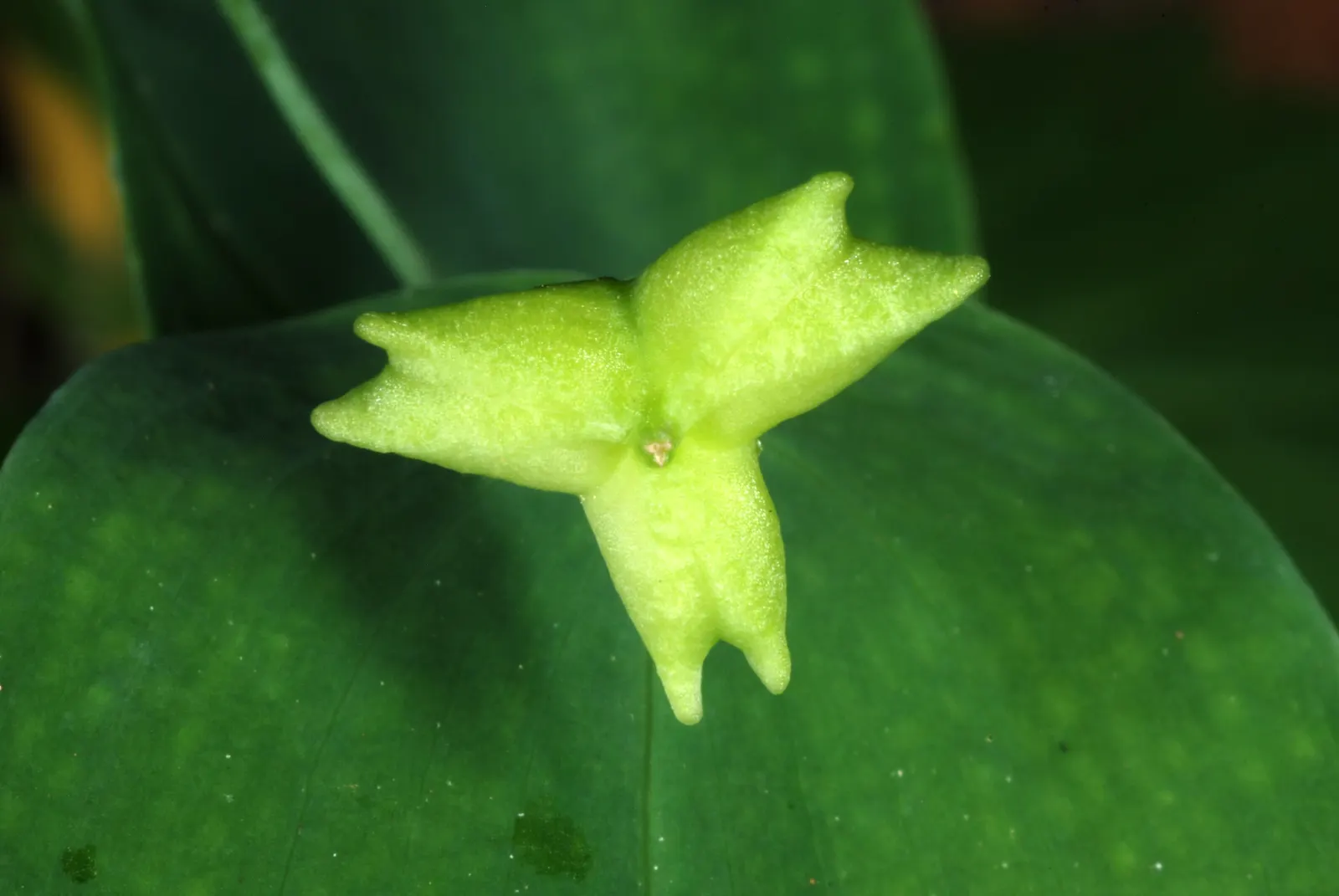Perfoliate Bellwort (Uvularia Perfoliata) — Its foliage uniquely appears to be pierced by the stem