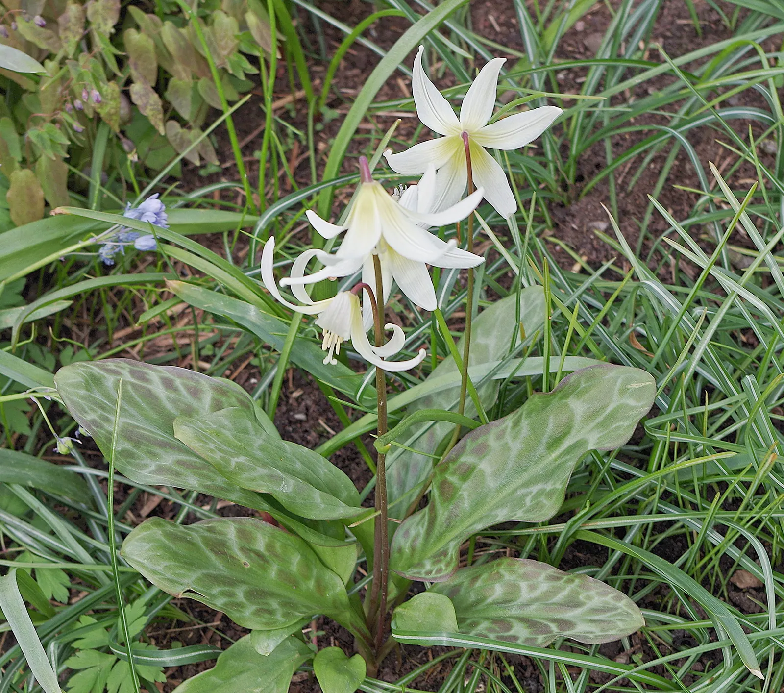 Perfoliate Bellwort (Uvularia Perfoliata) — This native offers seamless integration in shaded areas and prefers well-drained soil rich in organic matter