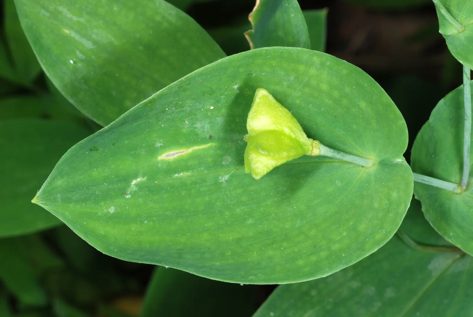 Perfoliate Bellwort (Uvularia Perfoliata) — Its distinct yellow bell-shaped flowers, about 1 inch long, dangle from forking stems in late spring
