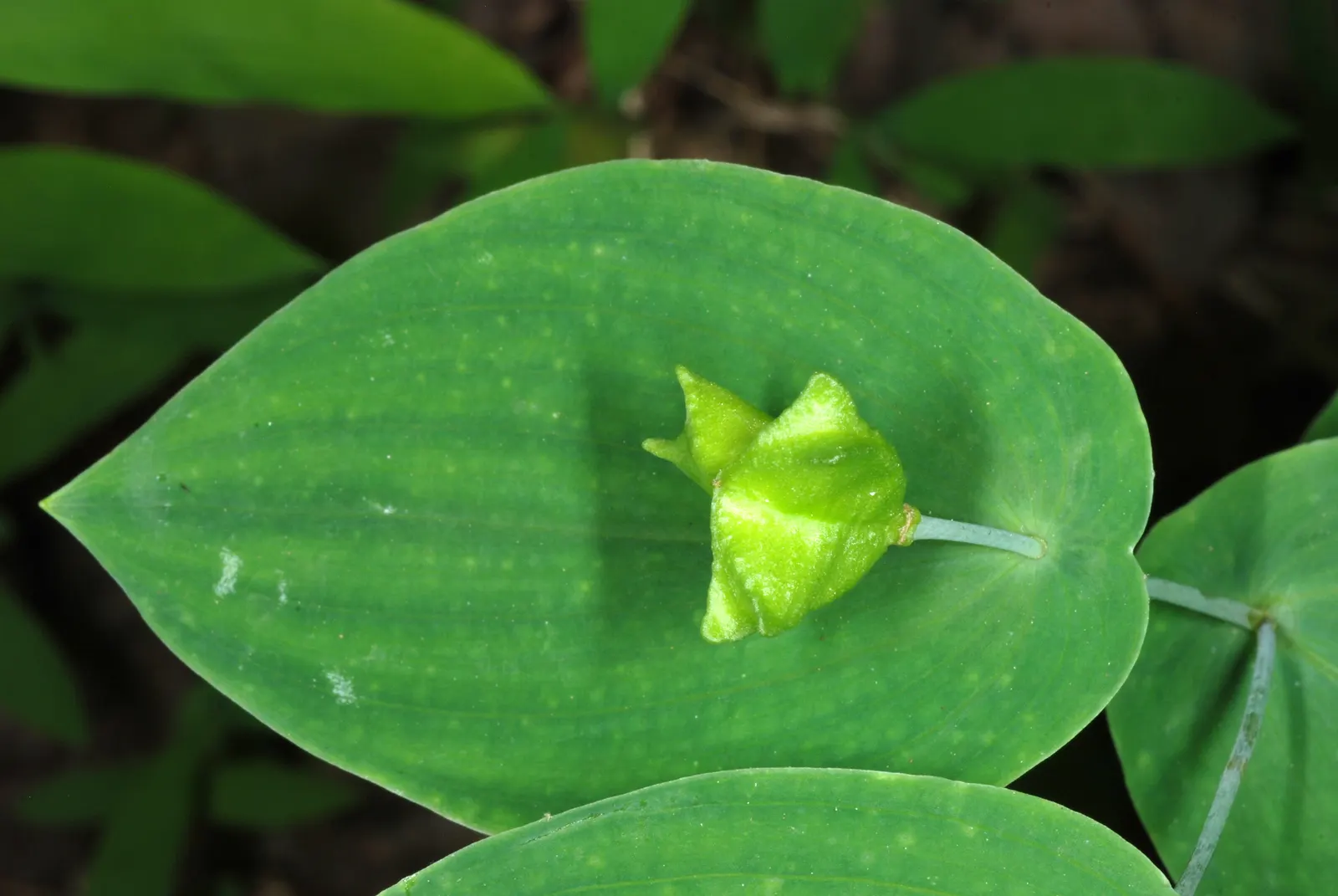 Perfoliate Bellwort (Uvularia Perfoliata) — creating an eye-catching 'perfoliate' leaf characteristic