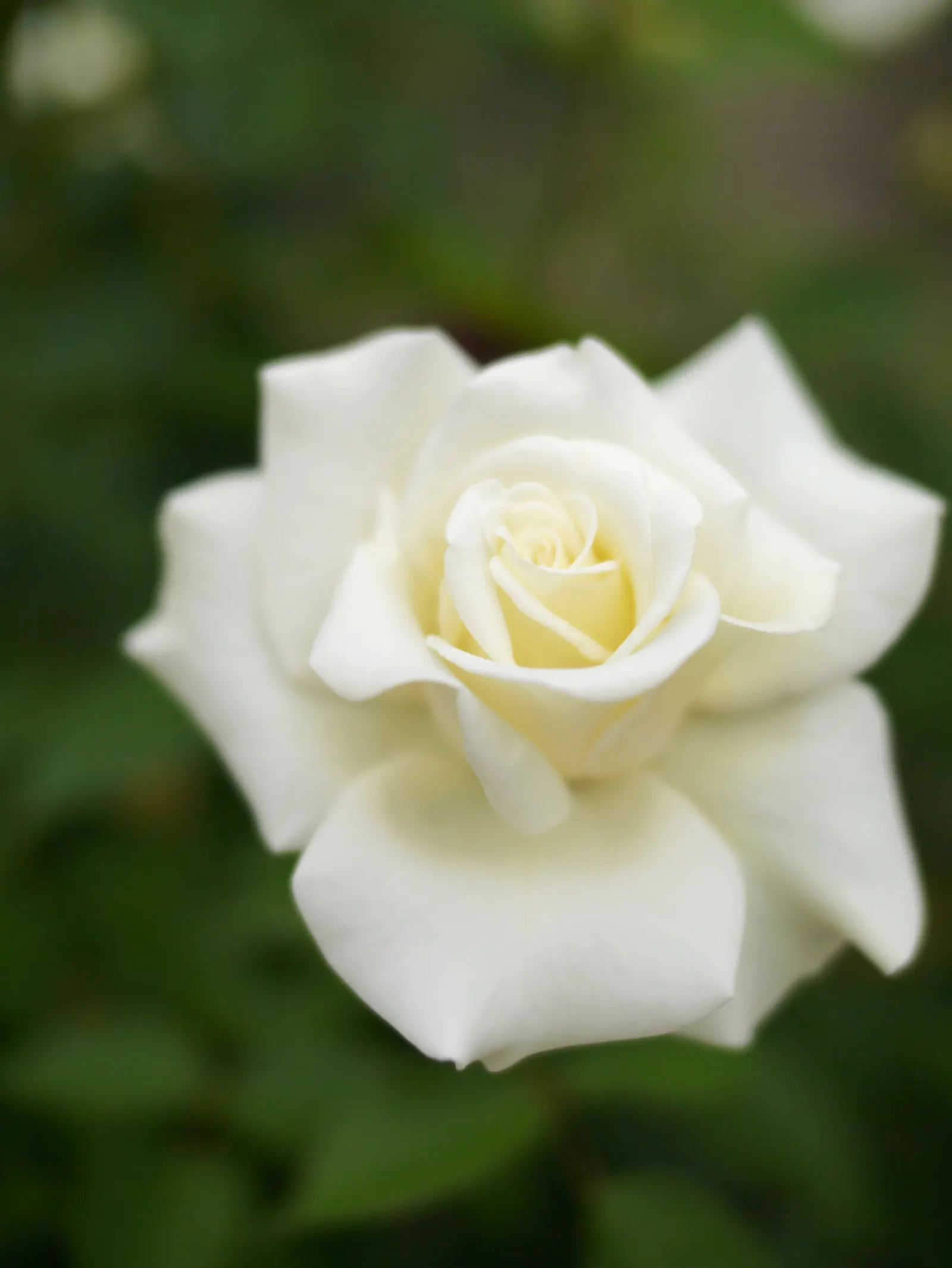 John F. Kennedy Hybrid Tea (Rosa 'John F. Kennedy') — luminous white blooms with a classic