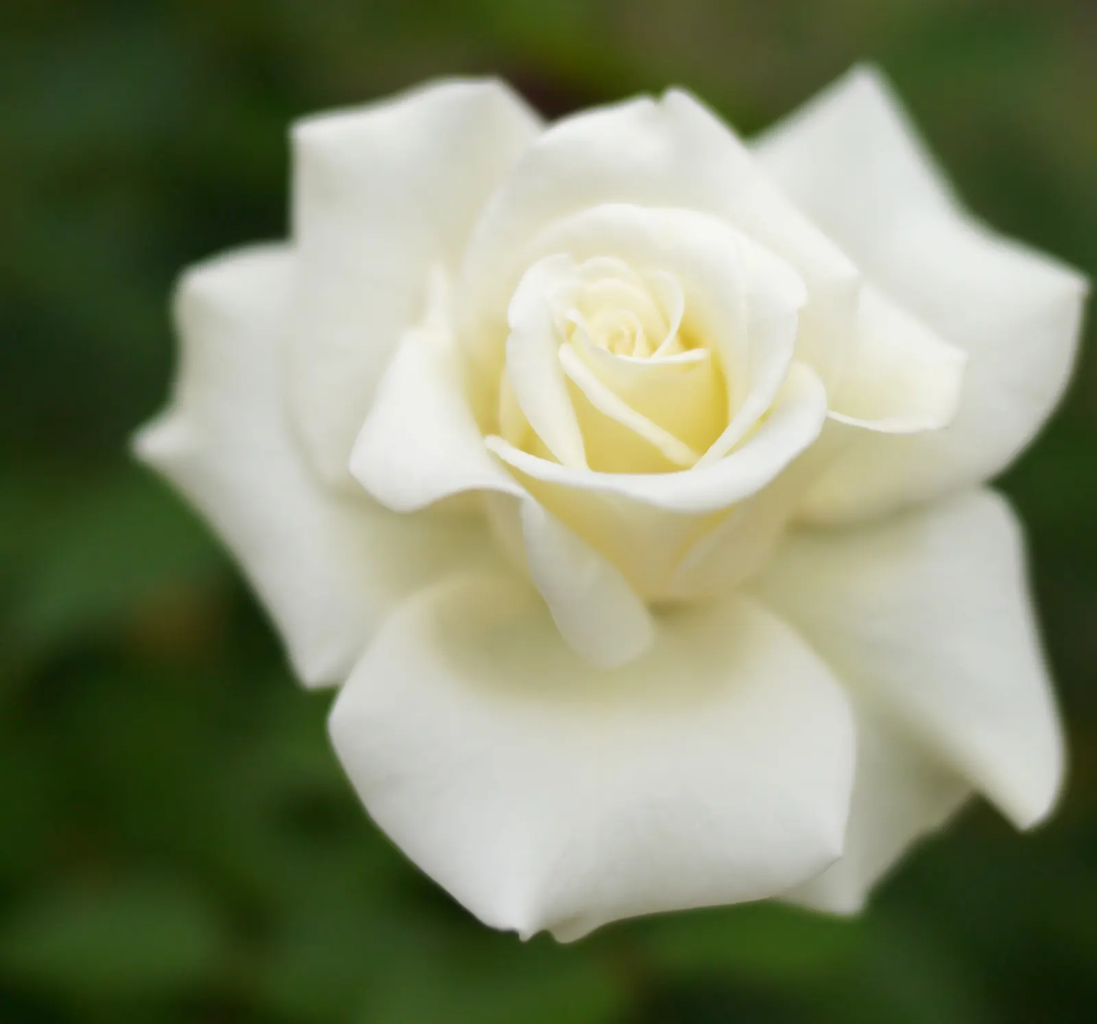 John F. Kennedy Hybrid Tea (Rosa 'John F. Kennedy') — Kennedy' is an exquisite Hybrid Tea rose