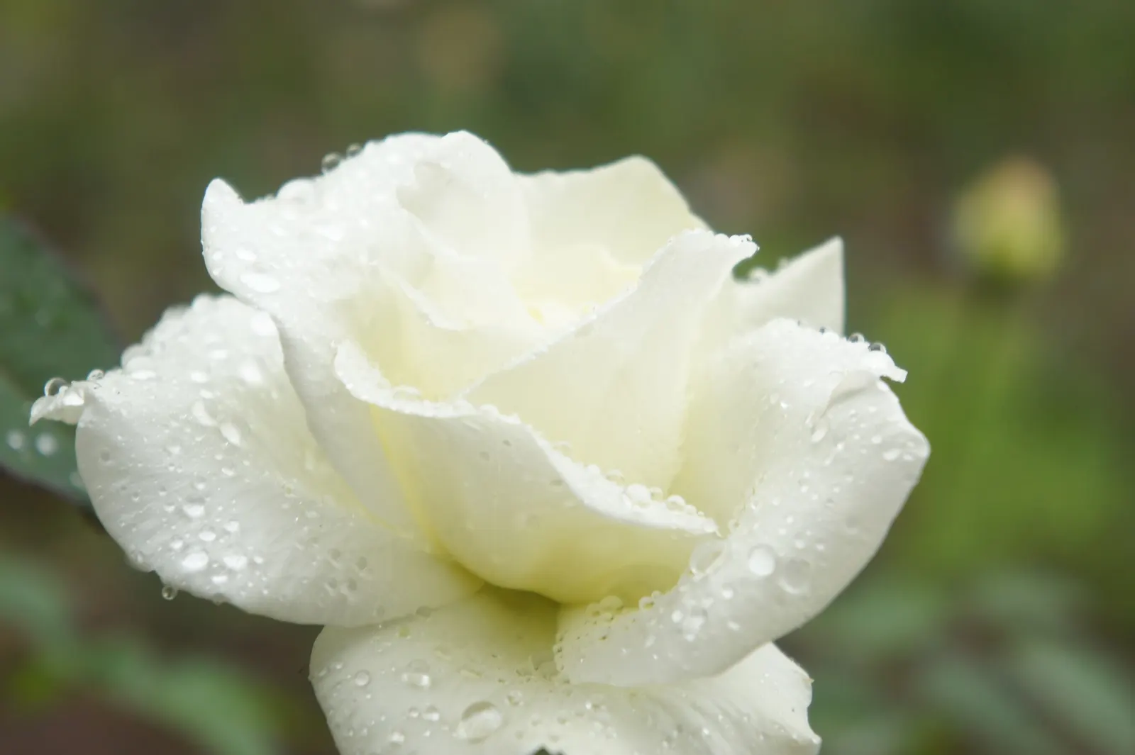 John F. Kennedy Hybrid Tea (Rosa 'John F. Kennedy') — Each flower measures about 5-6 inches across, nestled amidst dark green, glossy foliage