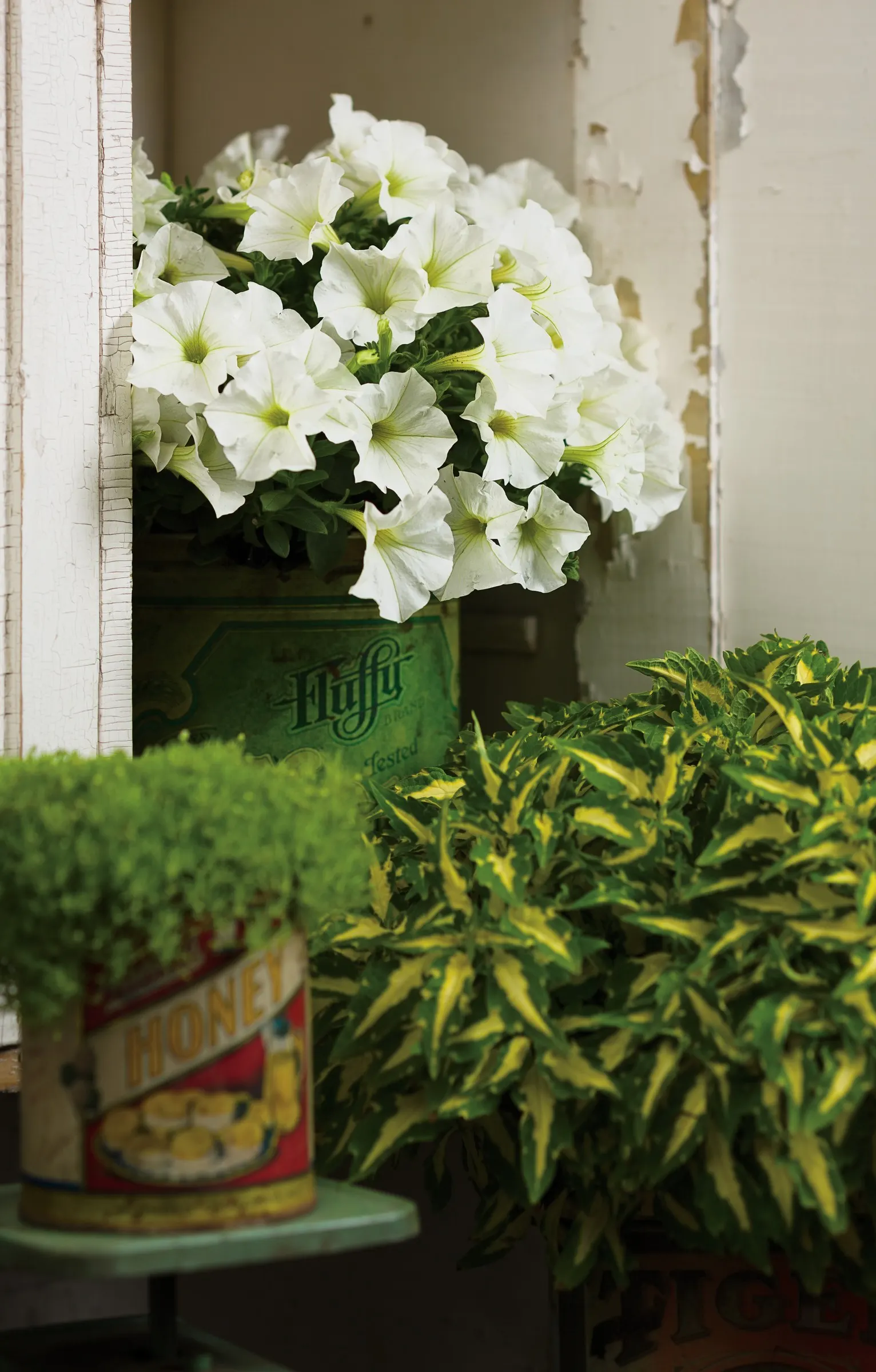 Snowdrift™ Petunia — Hardy in USDA Zones 10a-11b