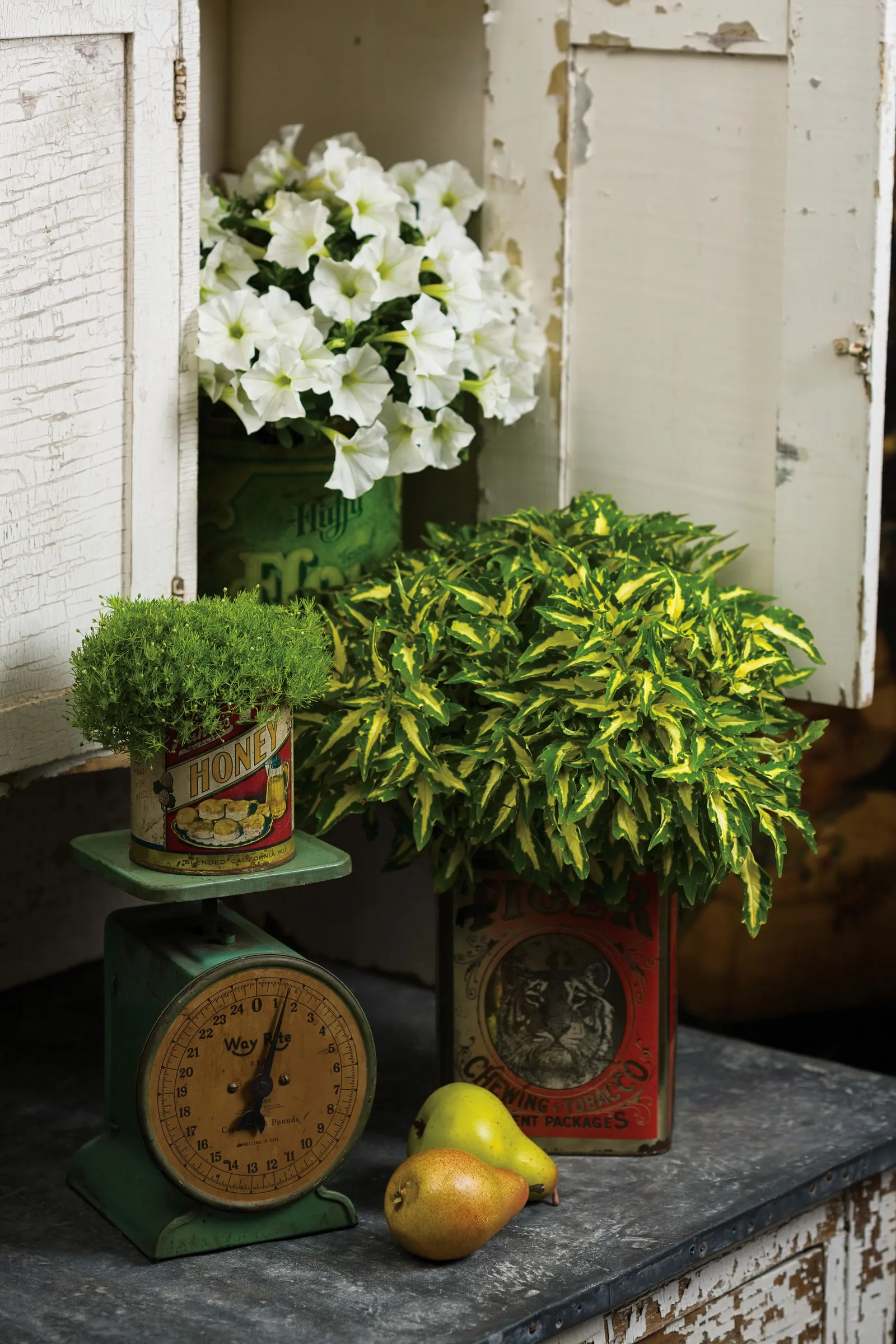 Snowdrift™ Petunia — Its mounding-trailing habit reaches 12-24 inches tall and spreads 24-36 inches