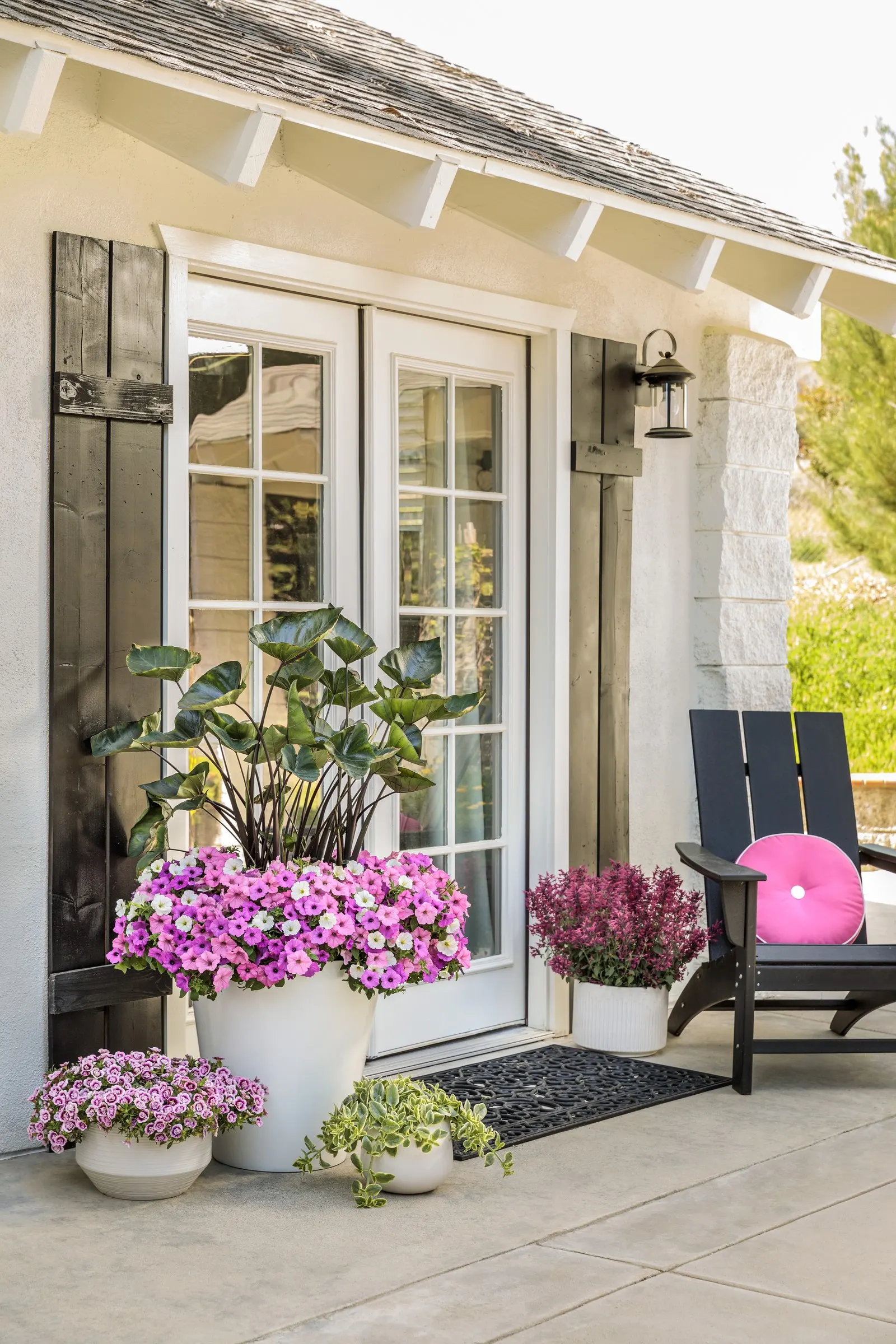 Bubblegum® II Petunia — a second application of controlled release plant food should be considered for landscape plantings; but with consistently, image 130