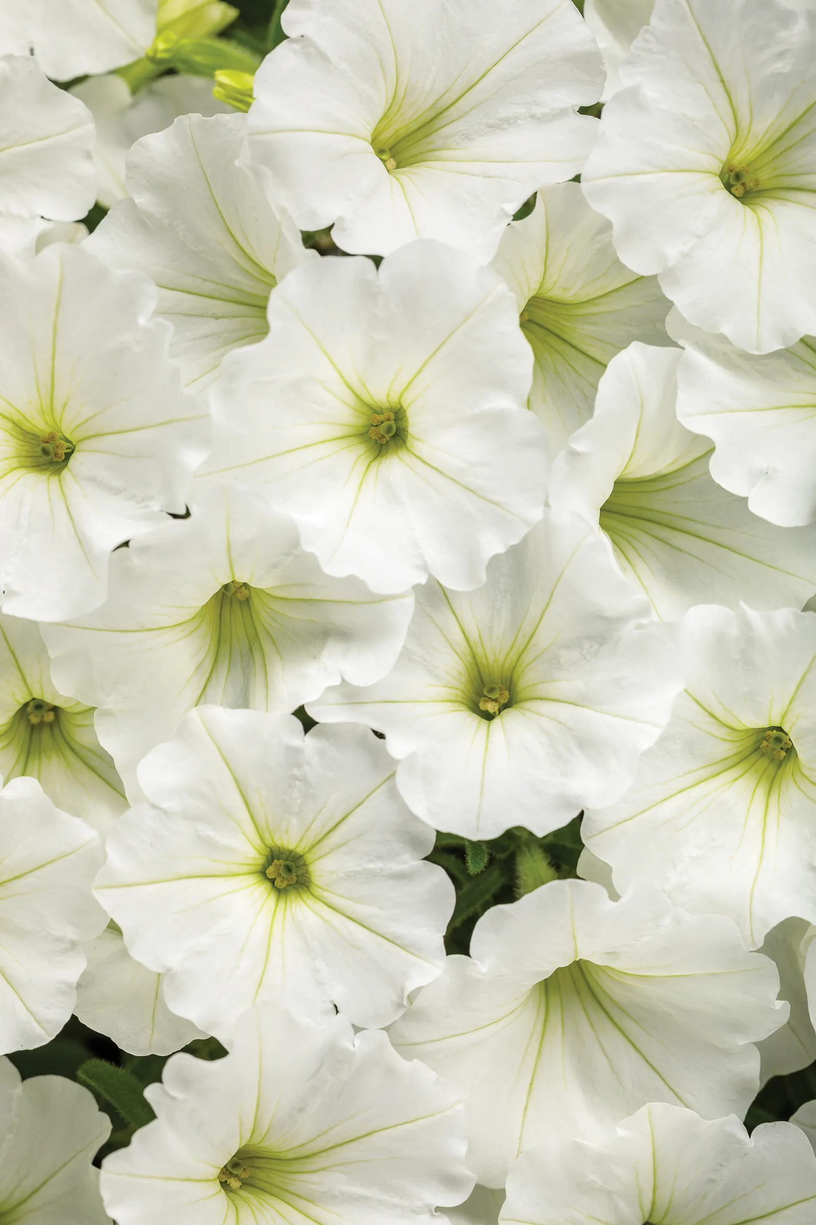 Snowdrift™ Petunia — cloudlike effect against green foliage; gardeners have reported that it reliably reaches its advertised size