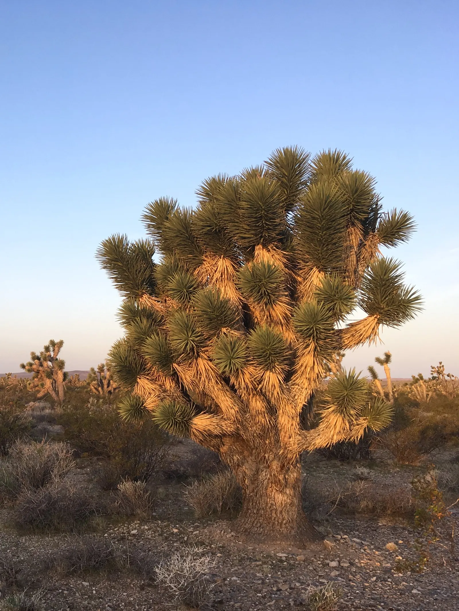 Joshua Tree (Yucca Brevifolia) — Its spiky leaves and unique, contorted branches provide a stark silhouette; low-maintenance addition to the garden