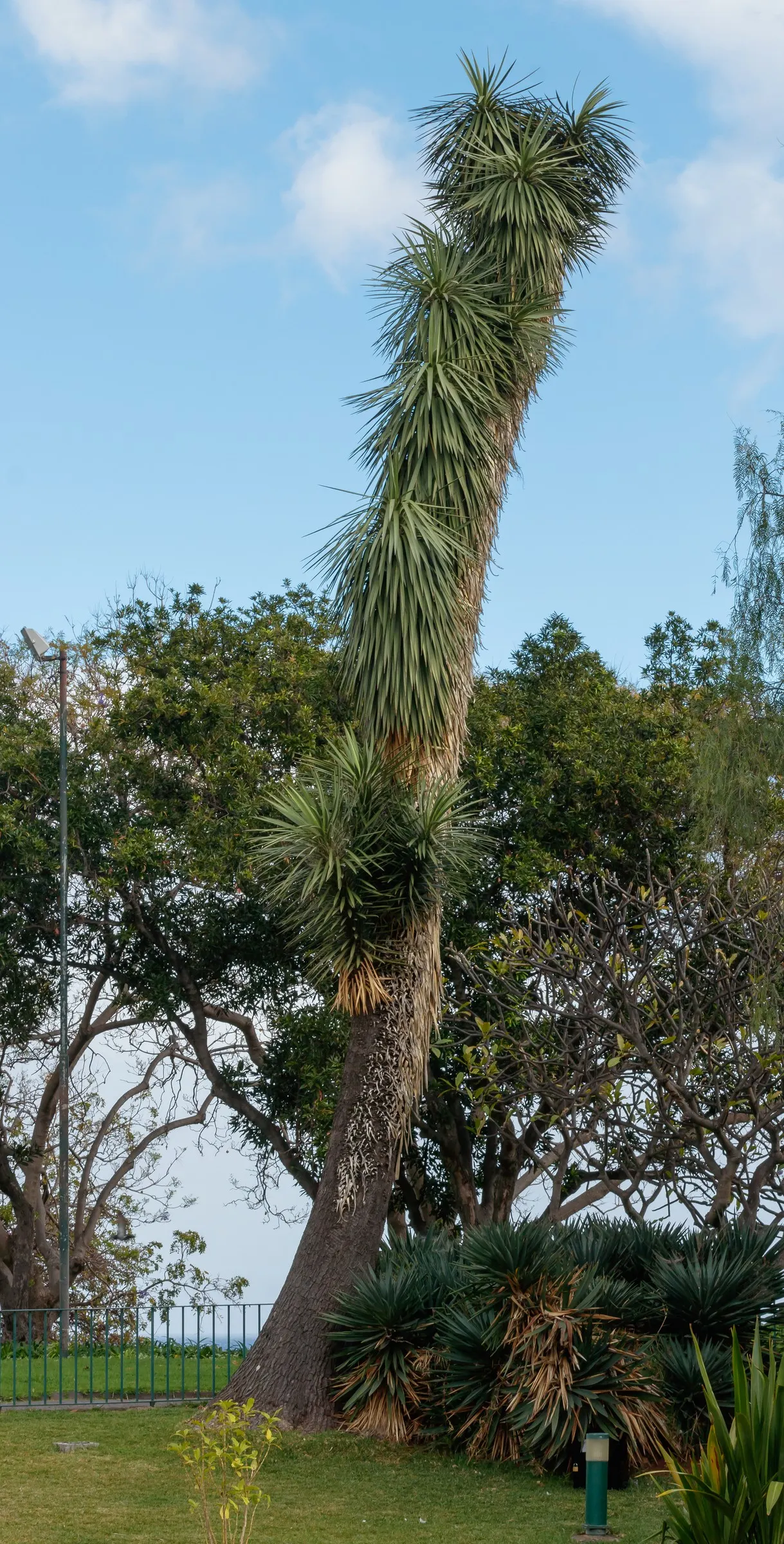 Joshua Tree (Yucca Brevifolia) — Flowers are bell-shaped and pollinated by the yucca moth