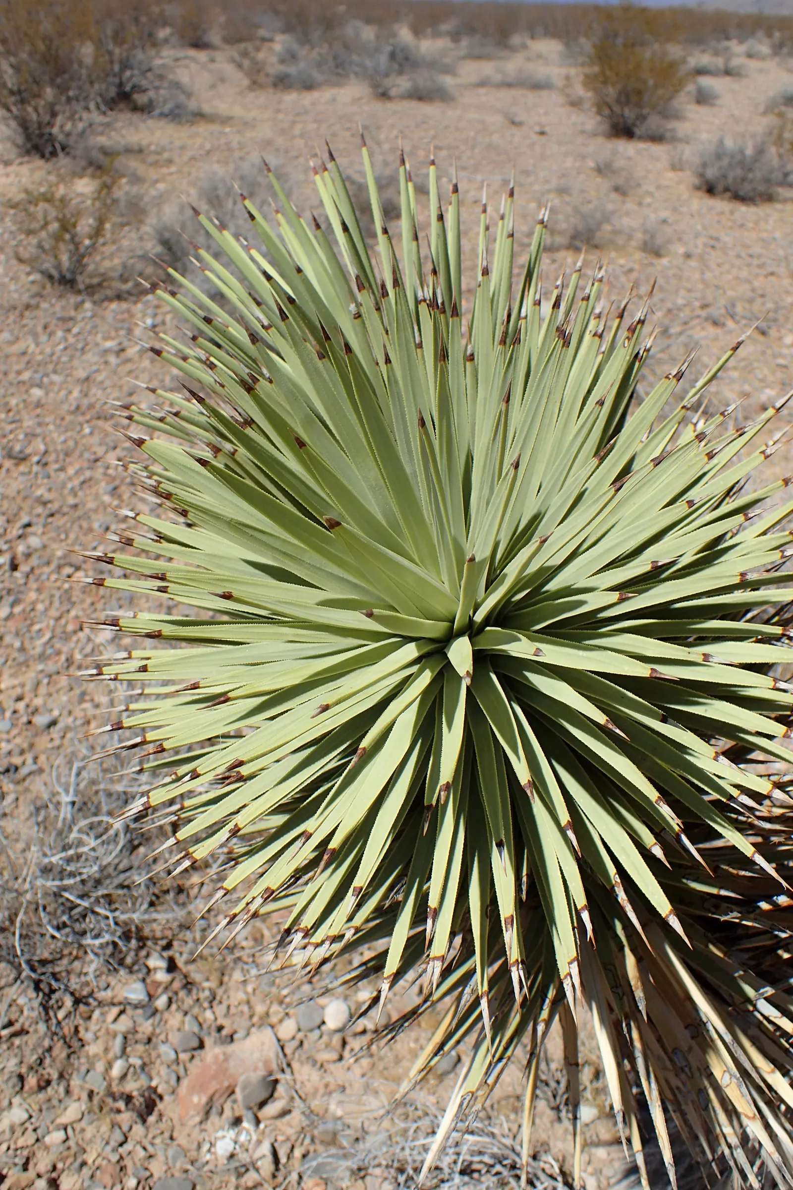 Joshua Tree (Yucca Brevifolia) — minimal supplemental watering and zero to light fertilization are recommended; suited for zones 6-10, this evergreen thrives