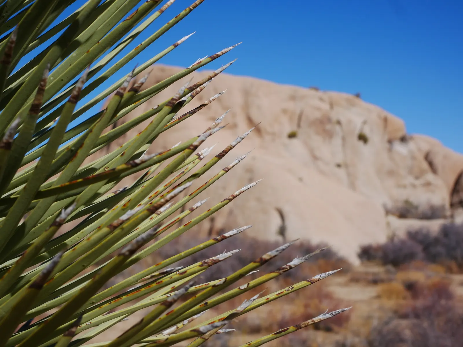 Joshua Tree (Yucca Brevifolia) — particularly the Mojave Desert
