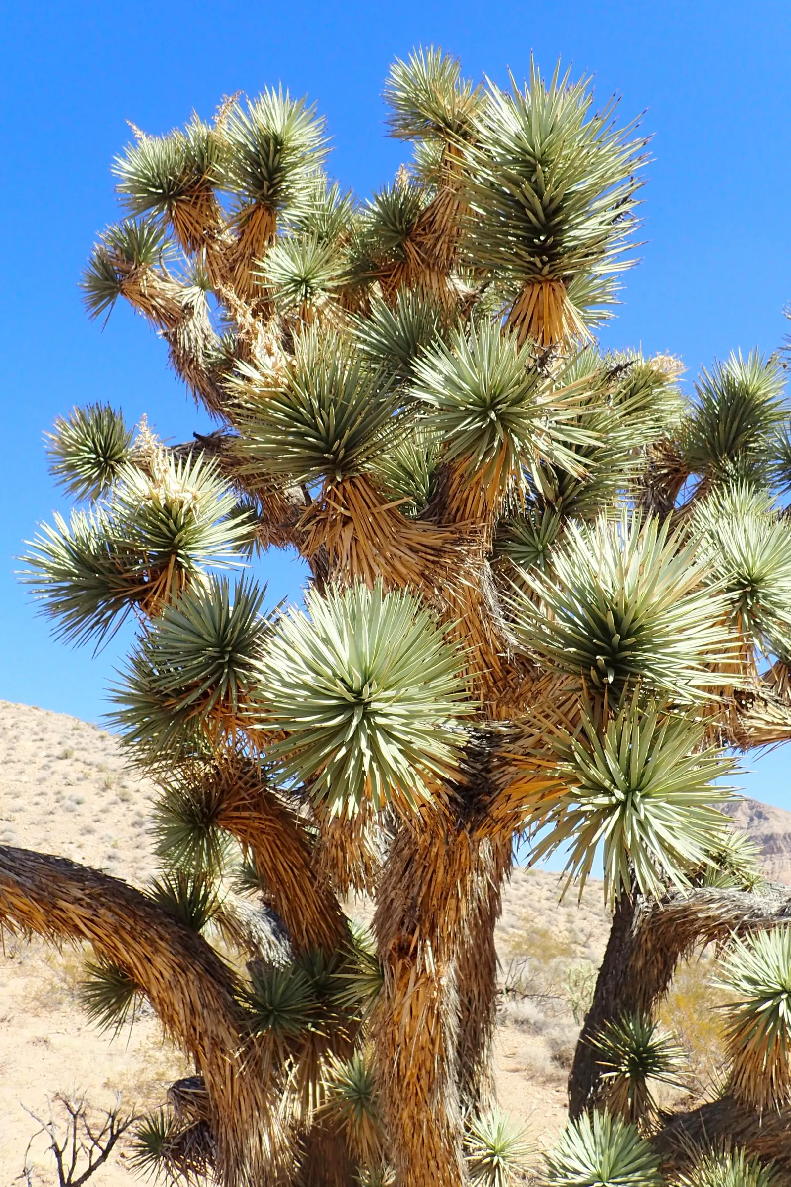 Joshua Tree (Yucca Brevifolia) — is an iconic species native to the Southwestern United States; each leaf measures about 7 to 14 inches long and 0.3 to 0.6