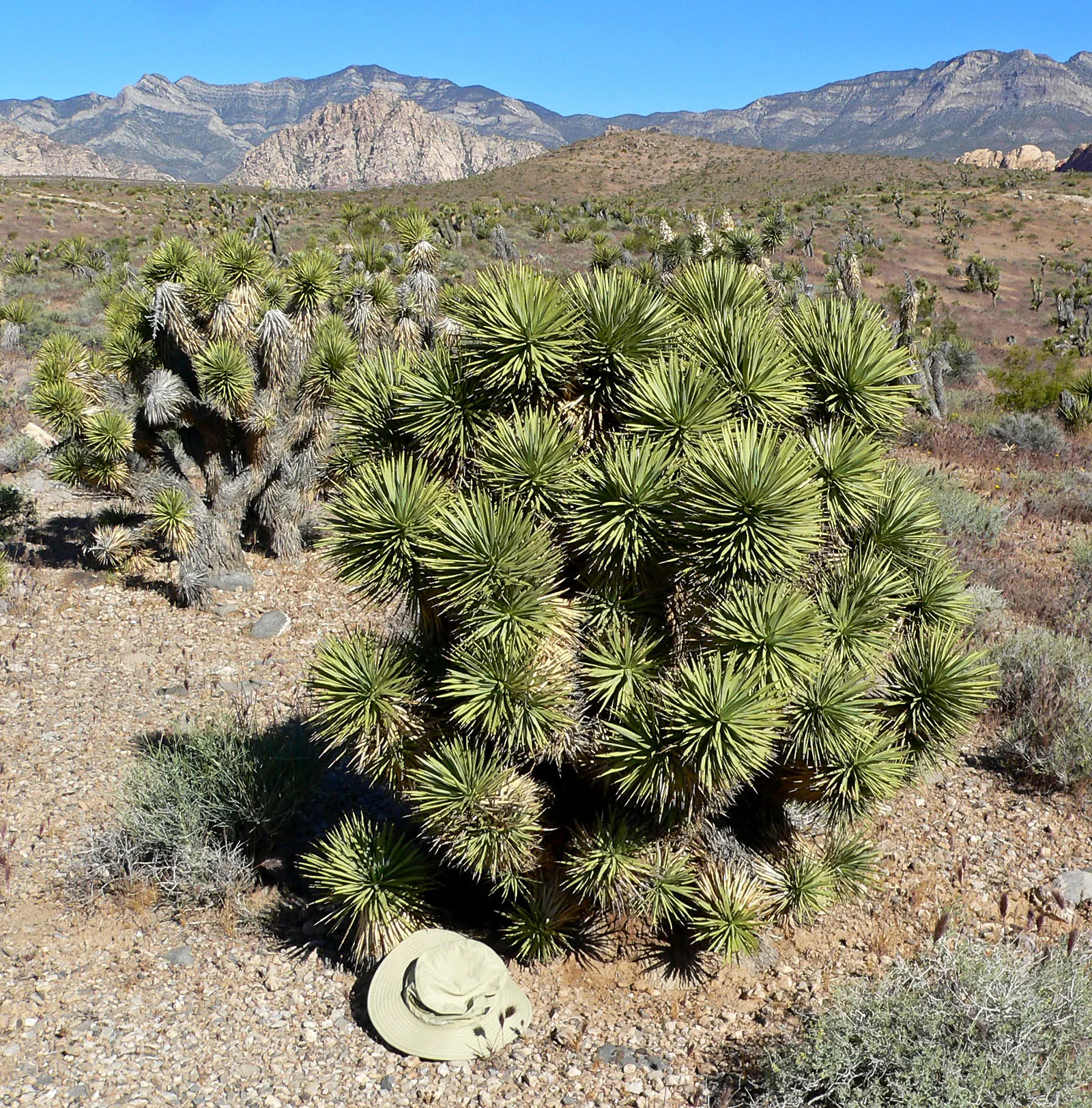 Joshua Tree (Yucca Brevifolia) — green and white flowers in the garden; suited for zones 6-10, this evergreen thrives in full sun with well-draining soil