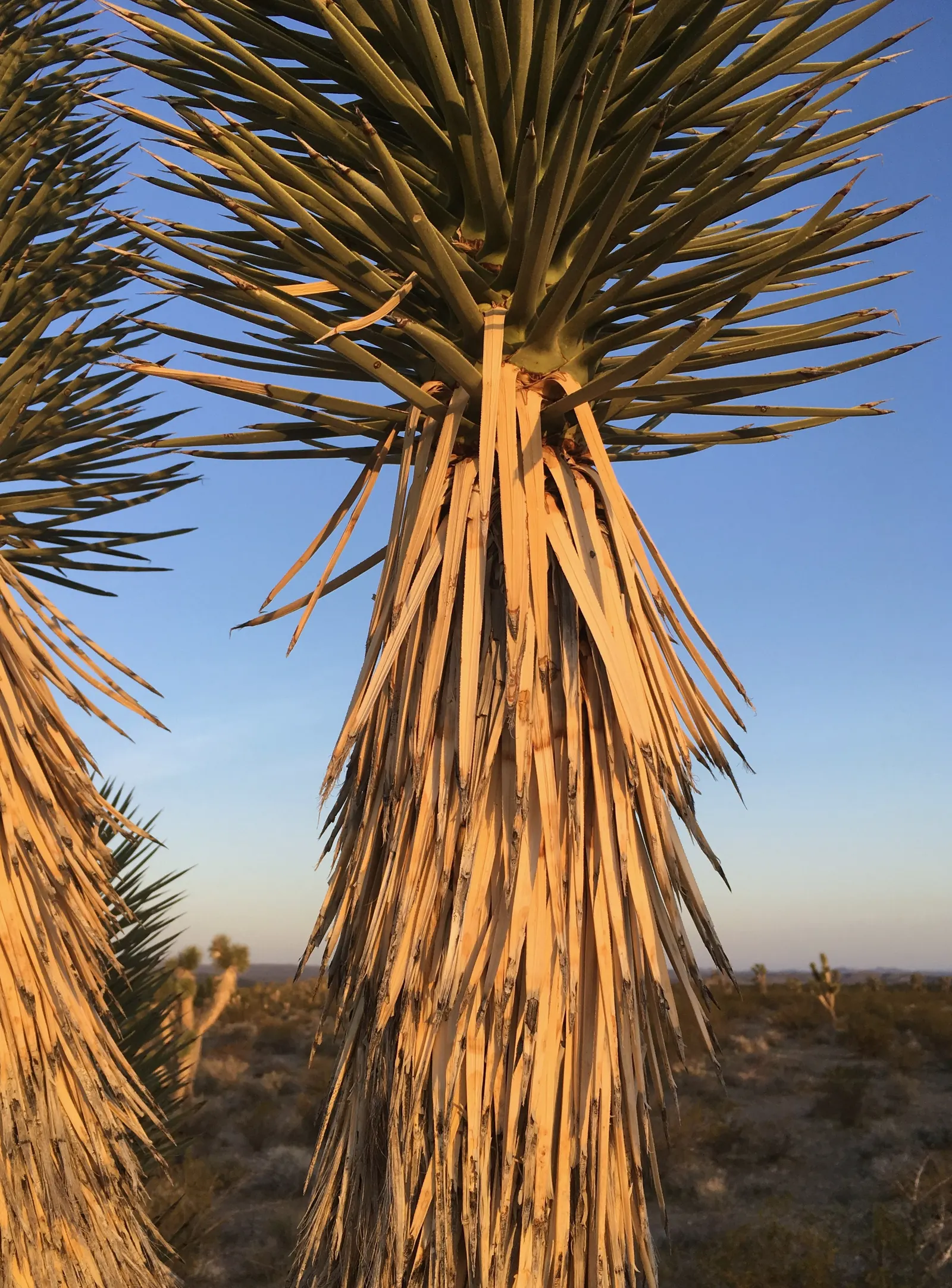 Joshua Tree (Yucca Brevifolia) — scientifically known as Yucca brevifolia; suited for zones 6-10, this evergreen thrives in full sun with well-draining soil