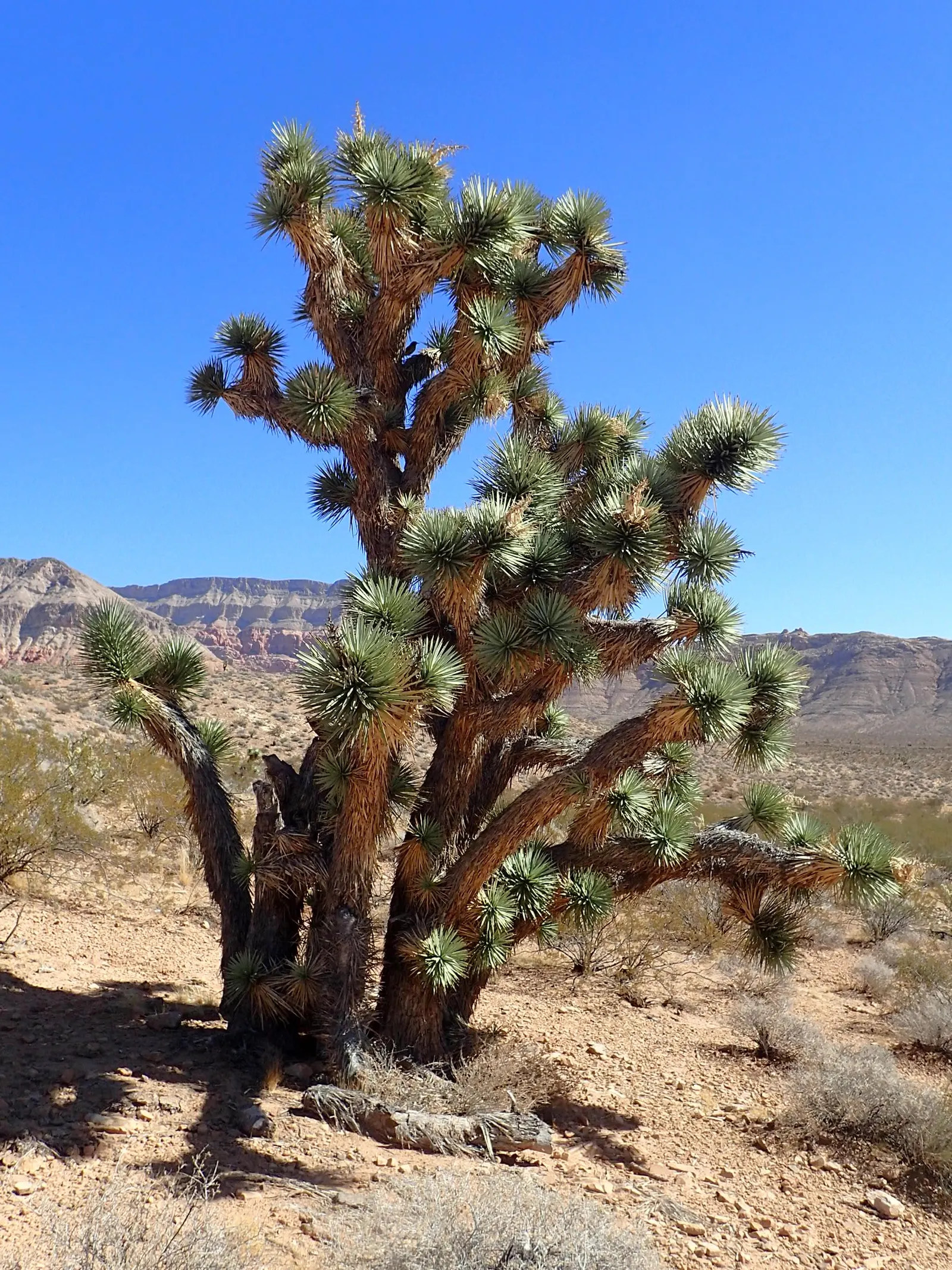 Joshua Tree (Yucca Brevifolia) — the Joshua Tree produces creamy-white flowers in panicles