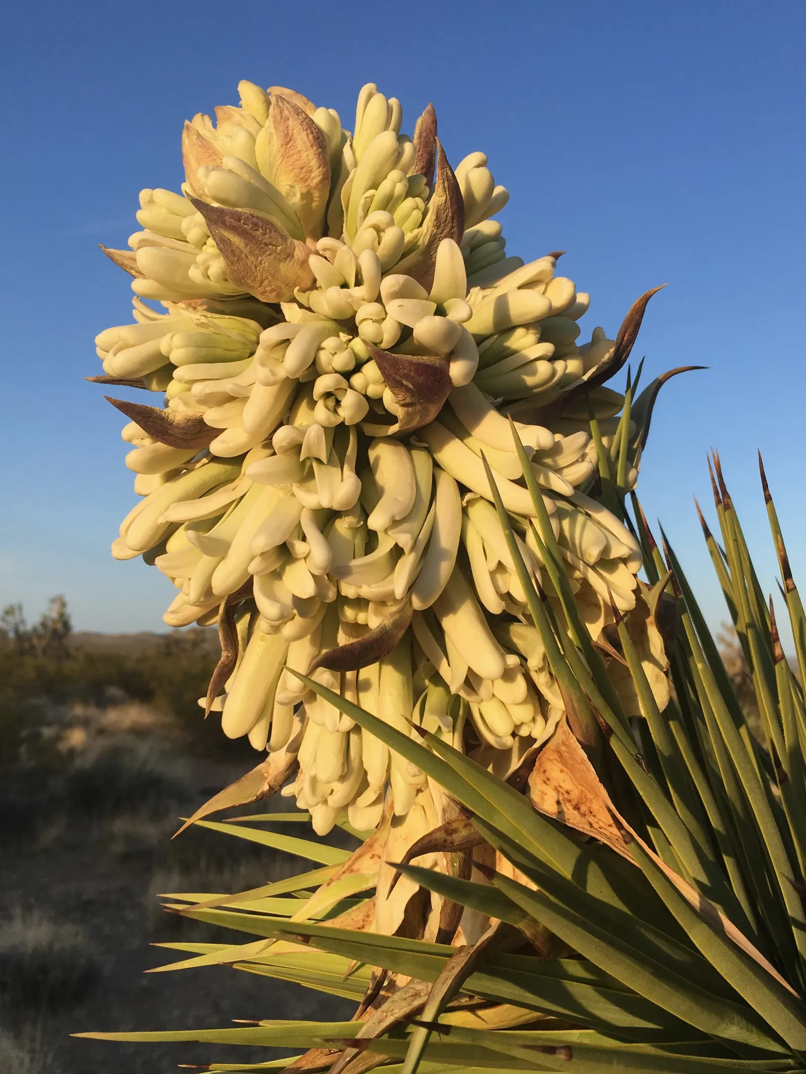 Joshua Tree (Yucca Brevifolia) — Suited for zones 6-10, this evergreen thrives in full sun with well-draining soil, image 25