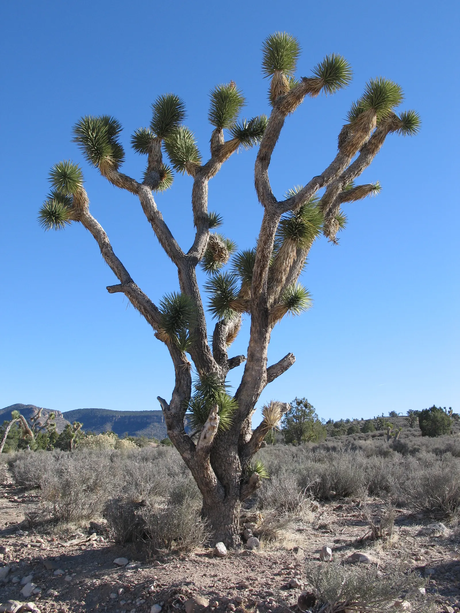 Joshua Tree (Yucca Brevifolia) — Suited for zones 6-10, this evergreen thrives in full sun with well-draining soil