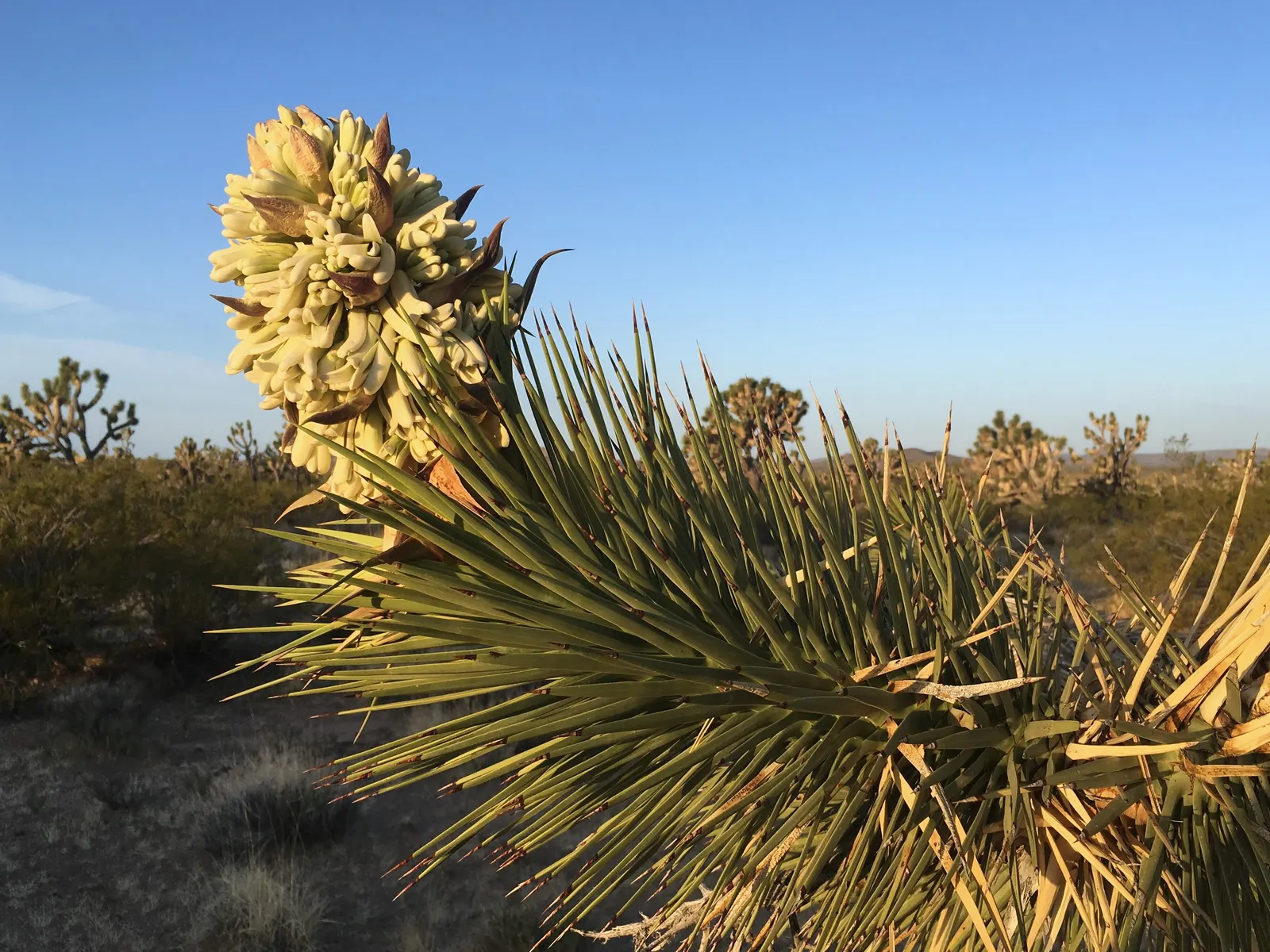 Joshua Tree (Yucca Brevifolia) — low-maintenance addition to the garden, image 39