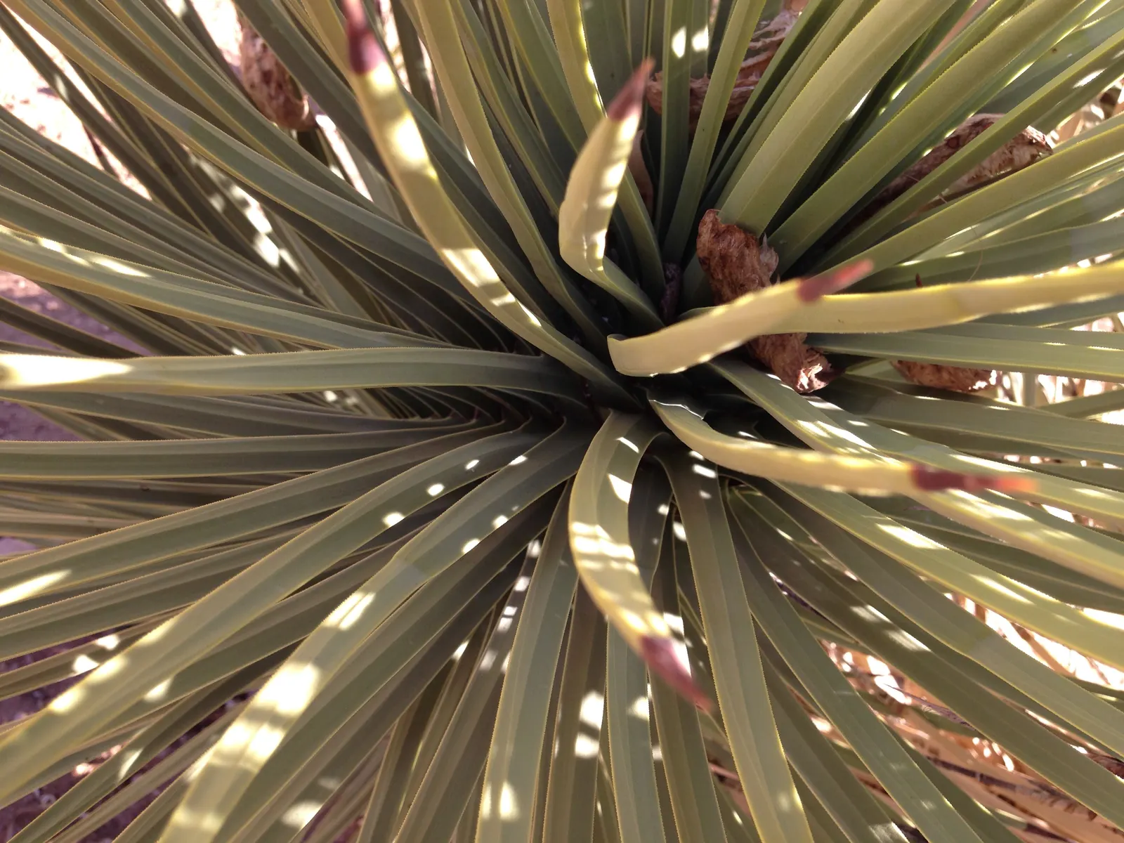 Joshua Tree (Yucca Brevifolia) — Its leaves are evergreen, bayonet-shaped, and form dense clusters at the ends of the limbs