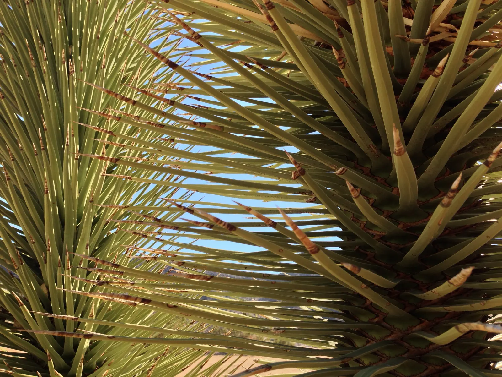 Joshua Tree (Yucca Brevifolia) — The Joshua Tree, or Yucca brevifolia, is a distinctive desert plant, native to southwestern North America