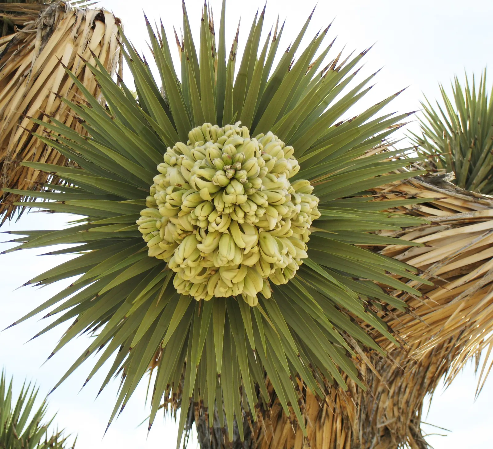 Joshua Tree (Yucca Brevifolia) — Subject: Feature Plant - Joshua Tree (Yucca brevifolia)<br><br>The Joshua Tree