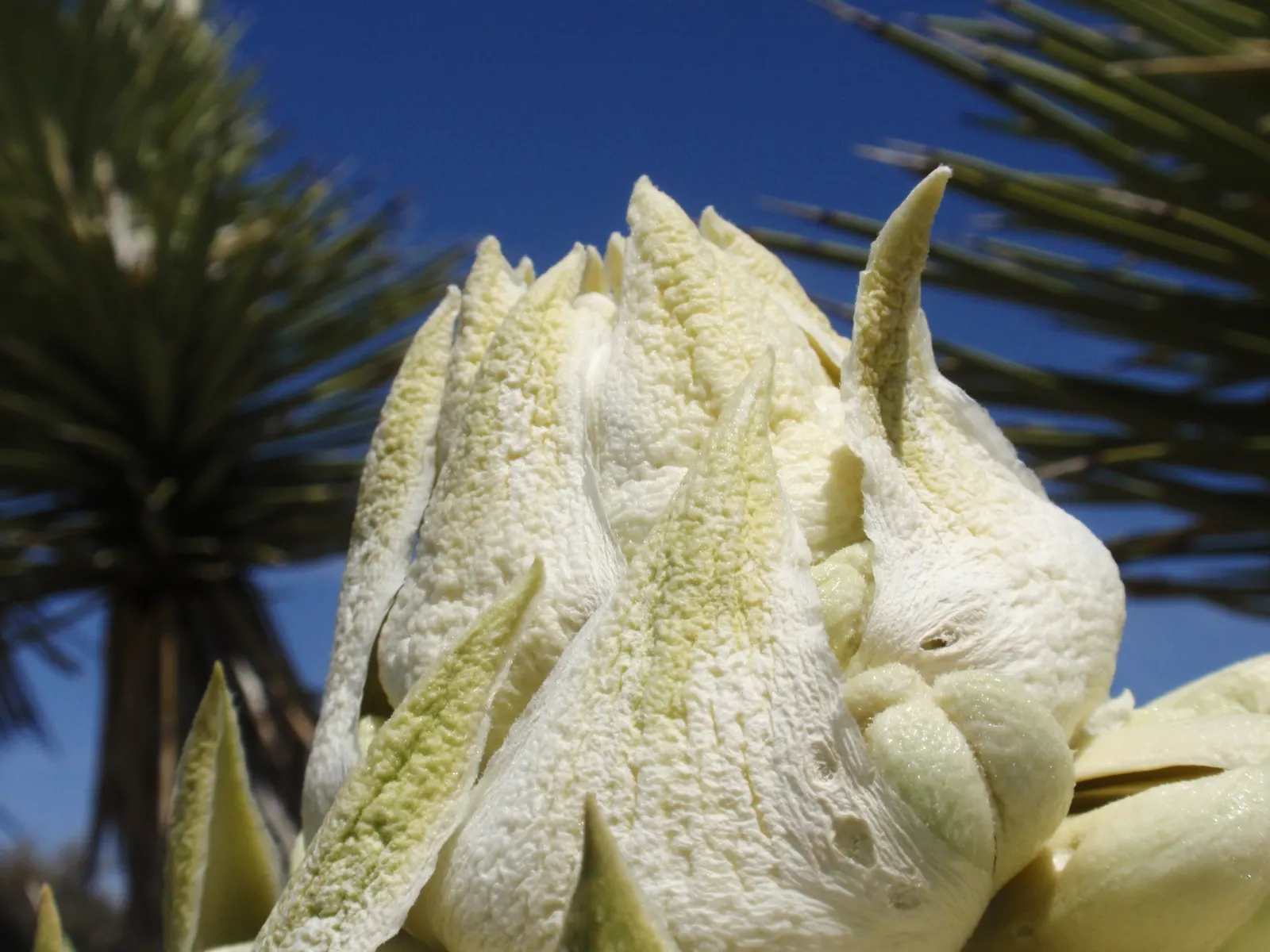Joshua Tree (Yucca Brevifolia) — It is essential to give it ample space to accommodate its broad root system and mature size for a spectacular; each leaf