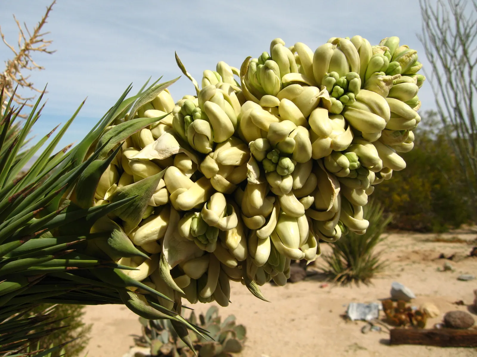 Joshua Tree (Yucca Brevifolia) — Its spiky leaves and unique, contorted branches provide a stark silhouette