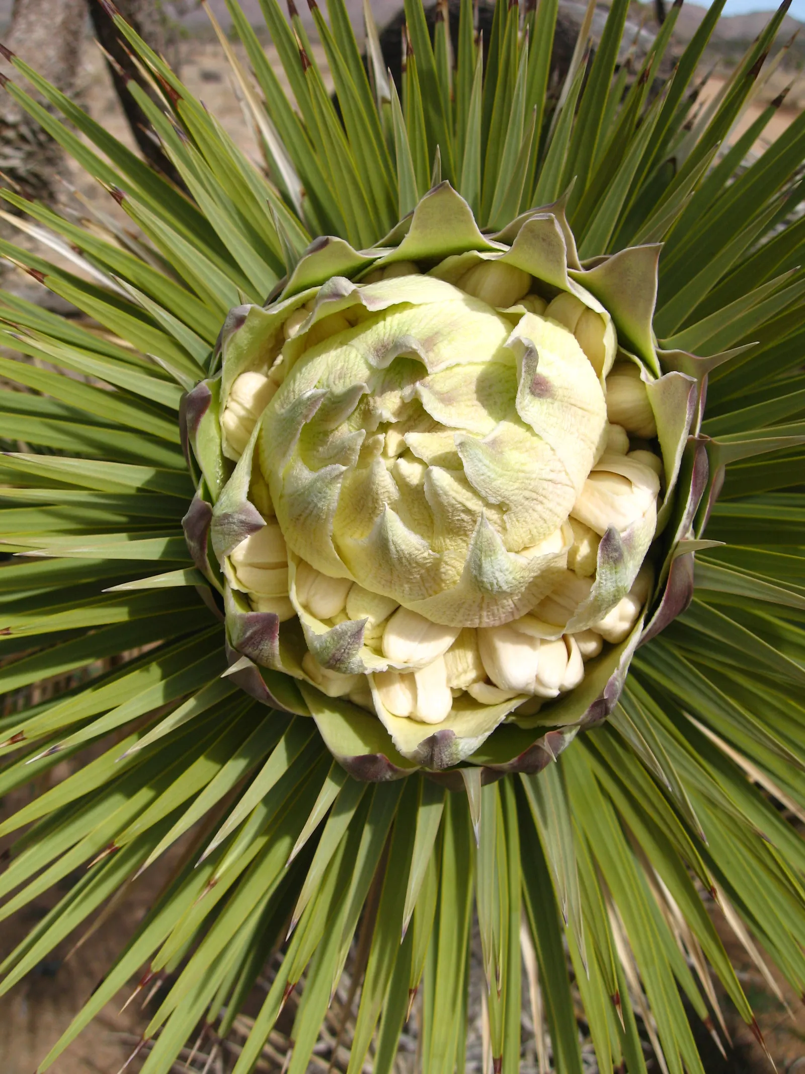 Joshua Tree (Yucca Brevifolia) — is an iconic species native to the Southwestern United States