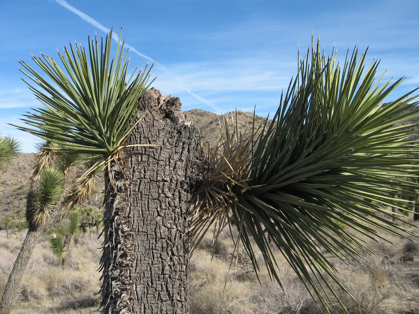 Joshua Tree (Yucca Brevifolia) — low-maintenance addition to the garden