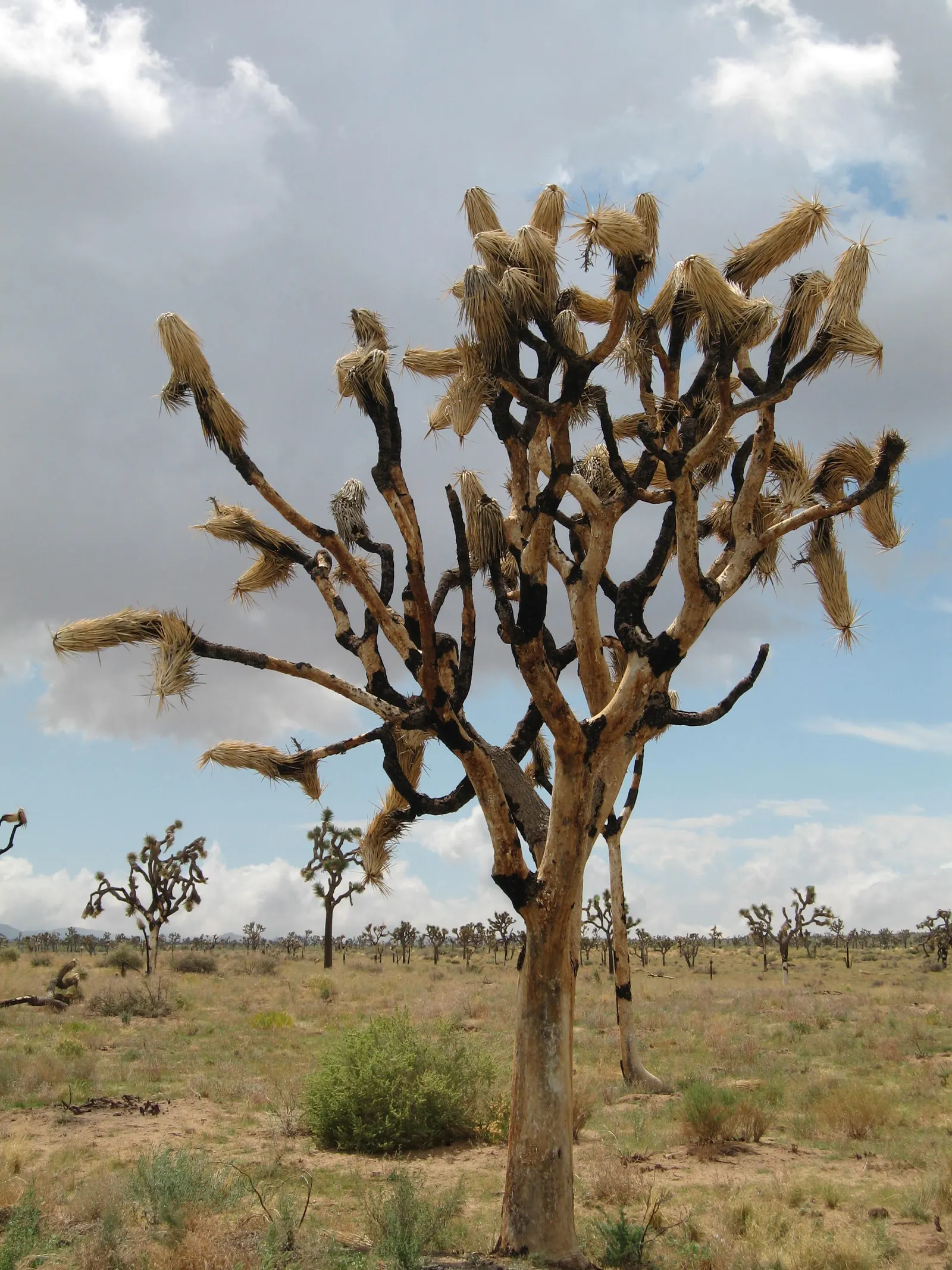 Joshua Tree (Yucca Brevifolia) — Its spring blooms are creamy white clusters, adding a stark contrast to its dark foliage; each leaf measures about 7 to 14