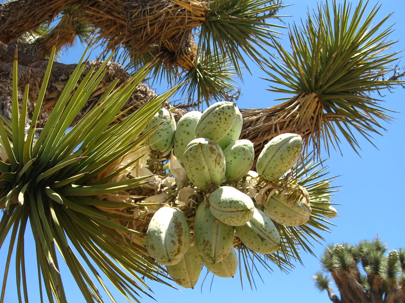 Joshua Tree (Yucca Brevifolia) — Its leaves are evergreen, bayonet-shaped, and form dense clusters at the ends of the limbs; suited for zones 6-10, this