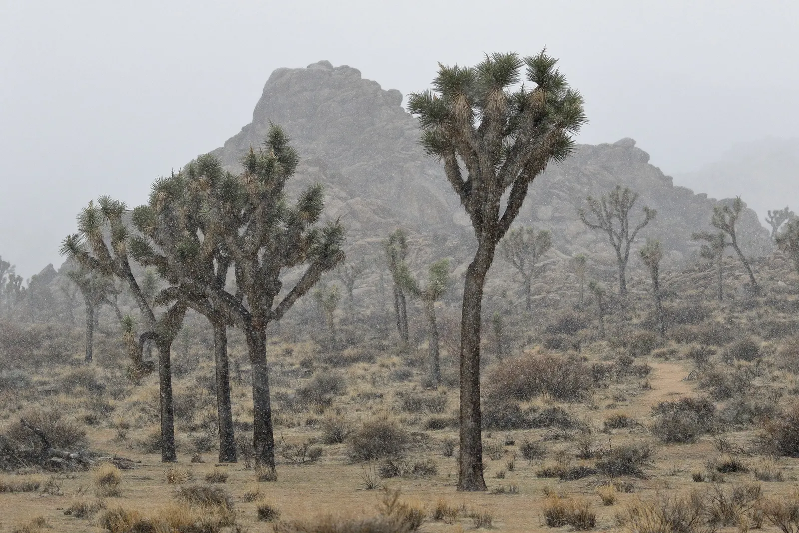 Joshua Tree (Yucca Brevifolia) — which can be up to 1.6 feet in length